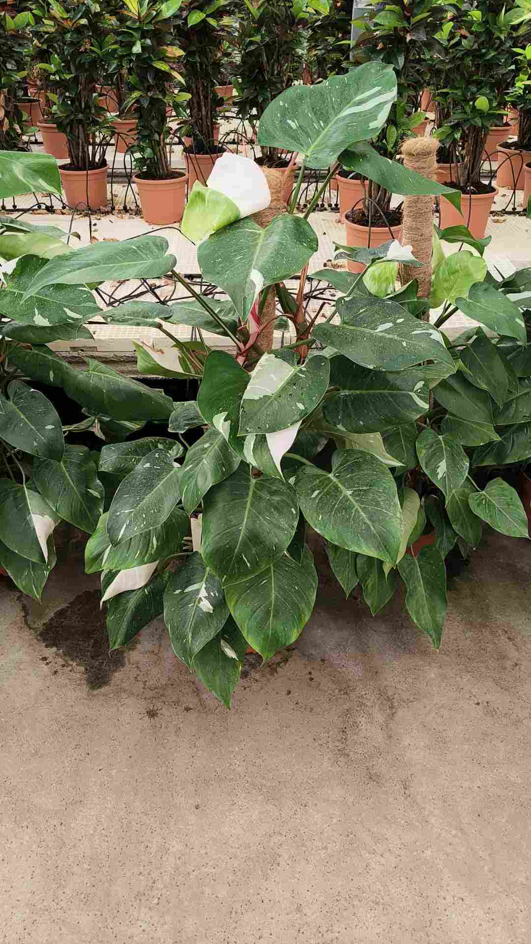 PHILODENDRON WHITE PRINCESS TUTOR C 25