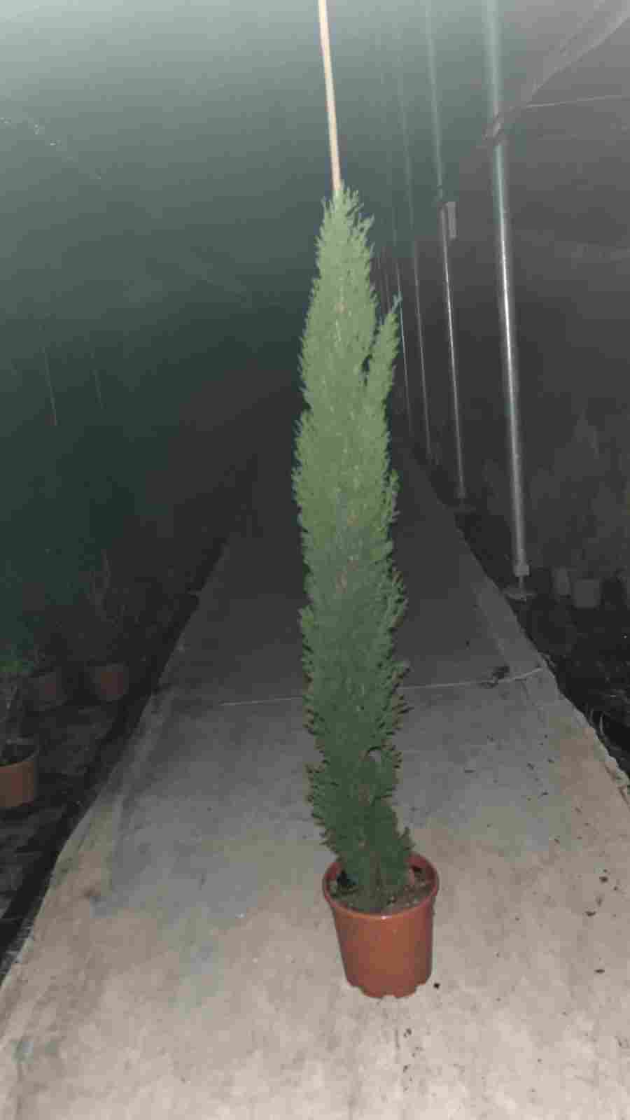 CIPRES TOTEM C 23 1.20 M