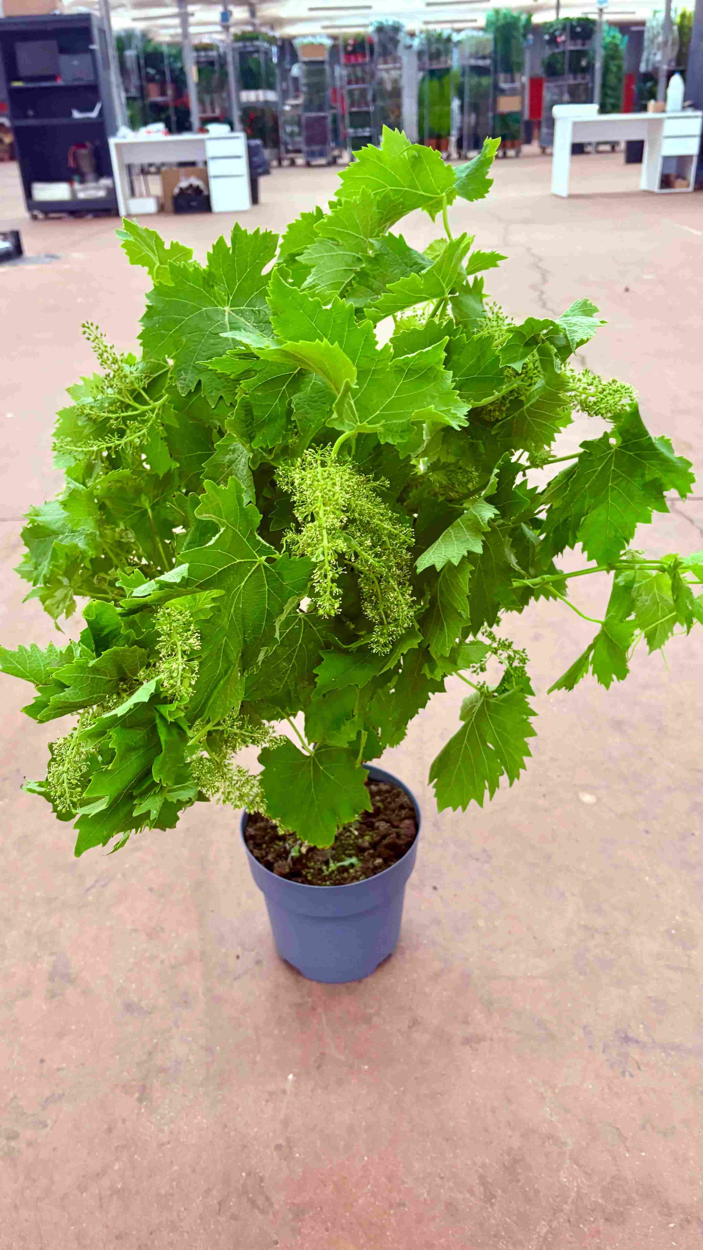 VITIS C 20 MINI COPA