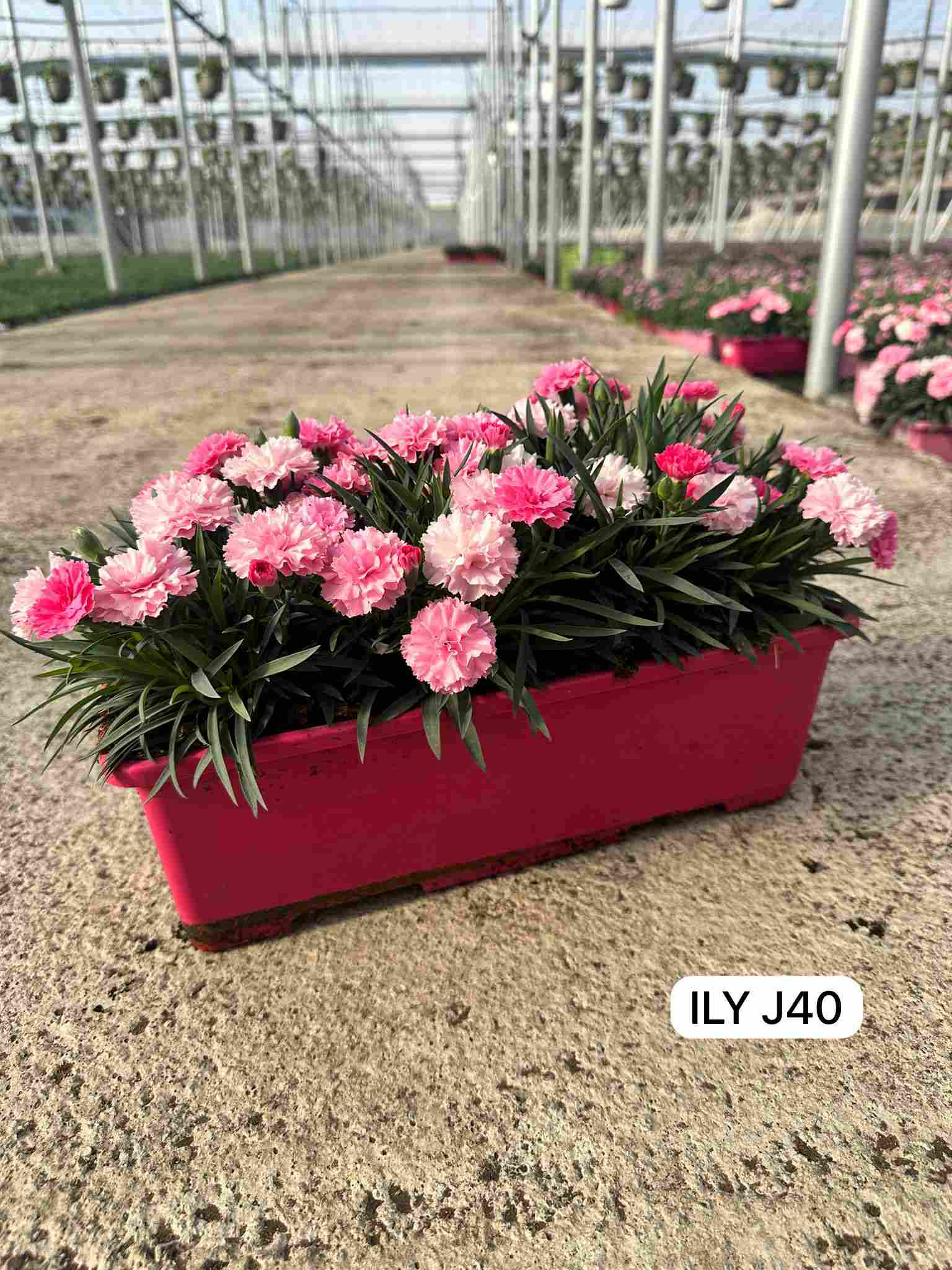 DIANTHUS I LOVE YOU JARDINERA 40 CM