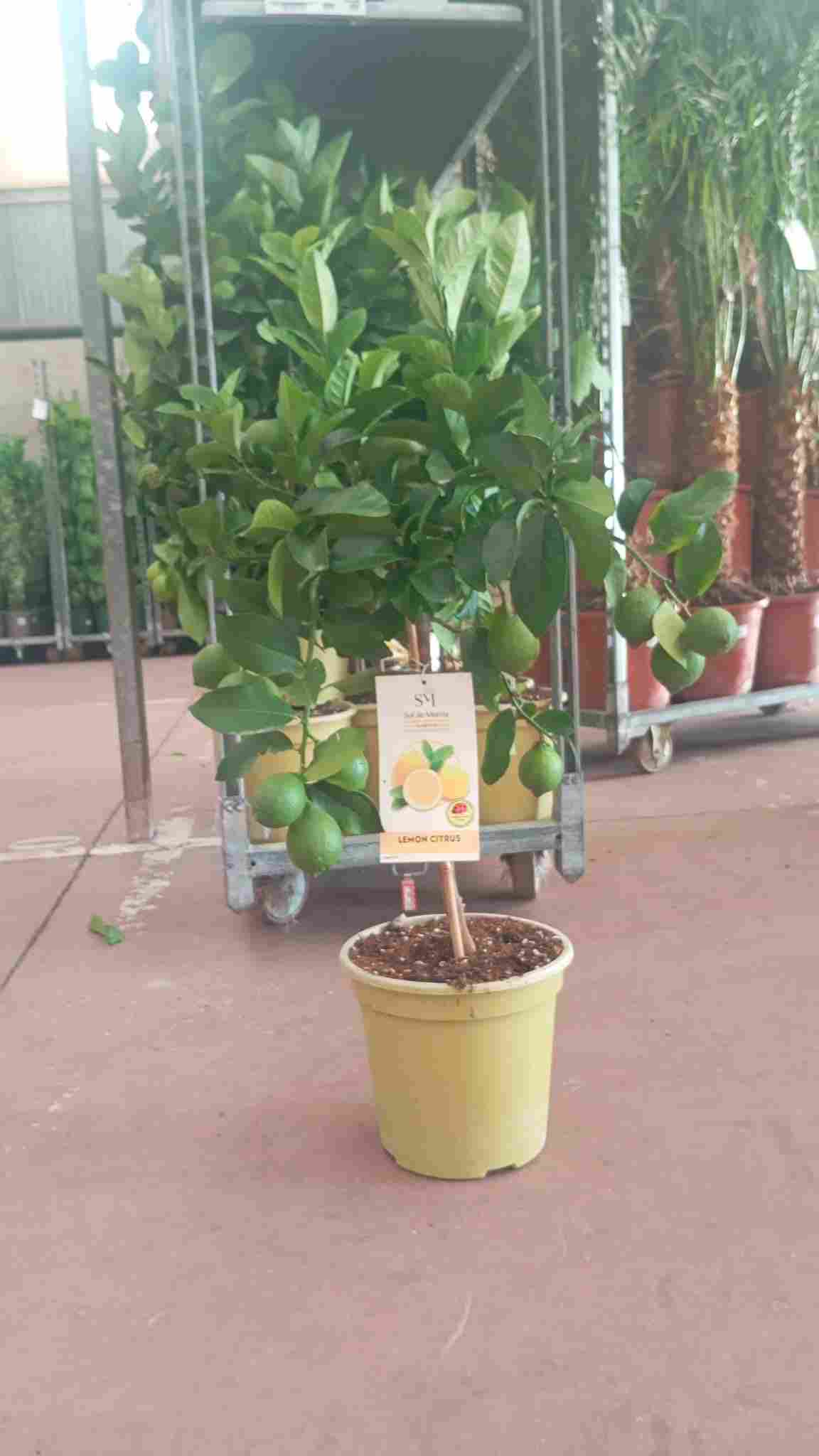 LEMON CITRUS C 23 90 CM