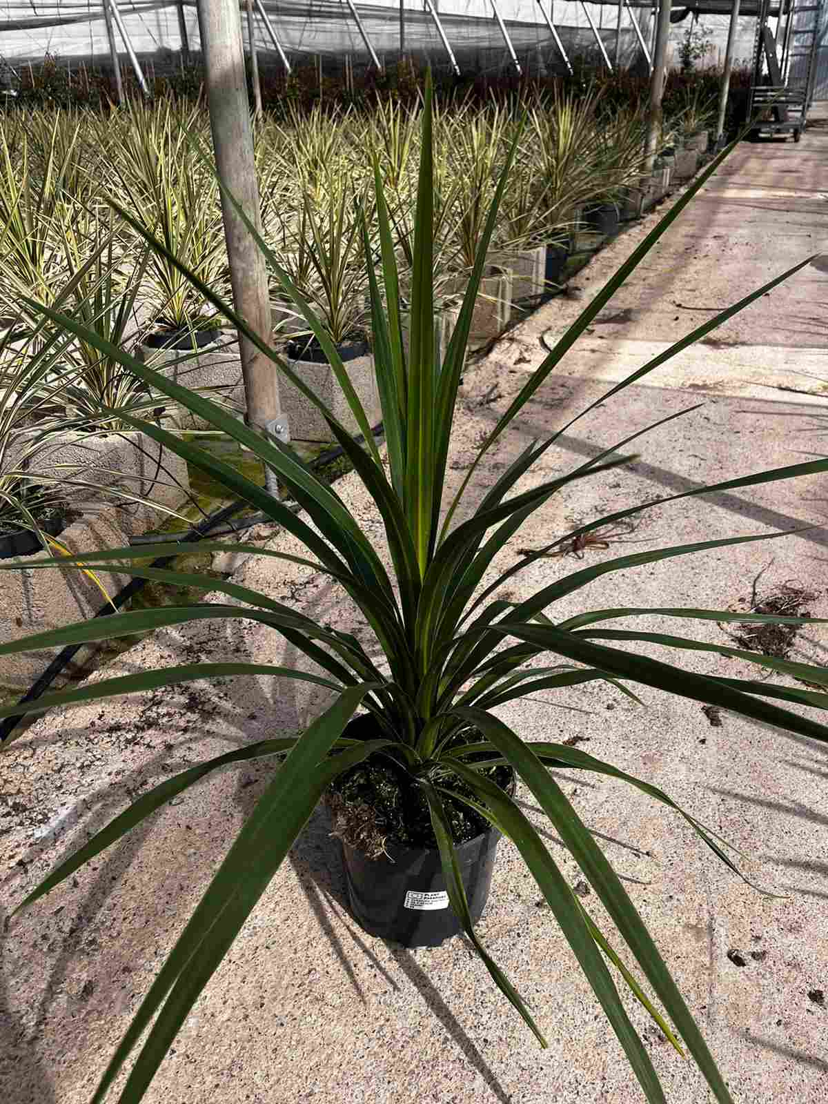 CORDYLINE PEKO C 20