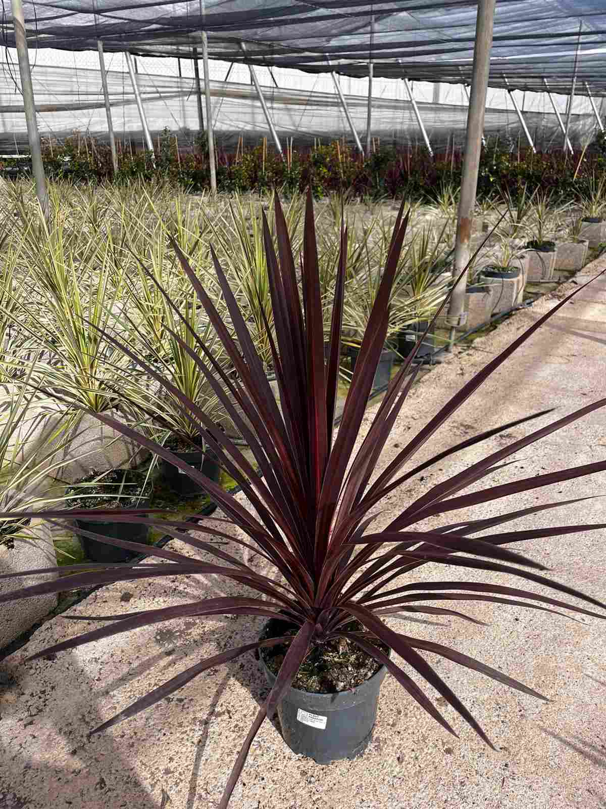 CORDYLINE AUSTRALIS RED STAR C 20 ETIQUETA FOTO