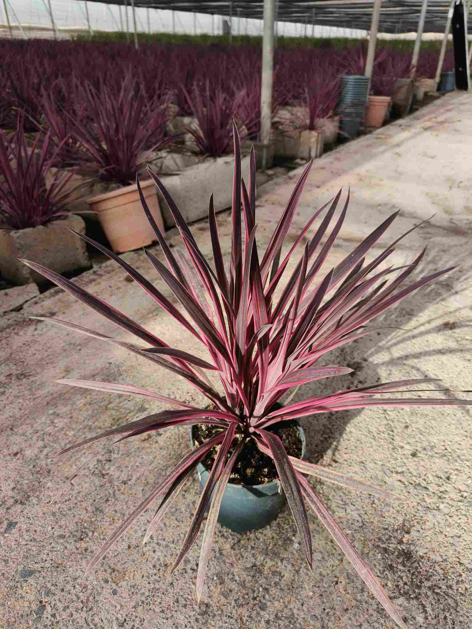 CORDYLINE C 20 PINK PASSION