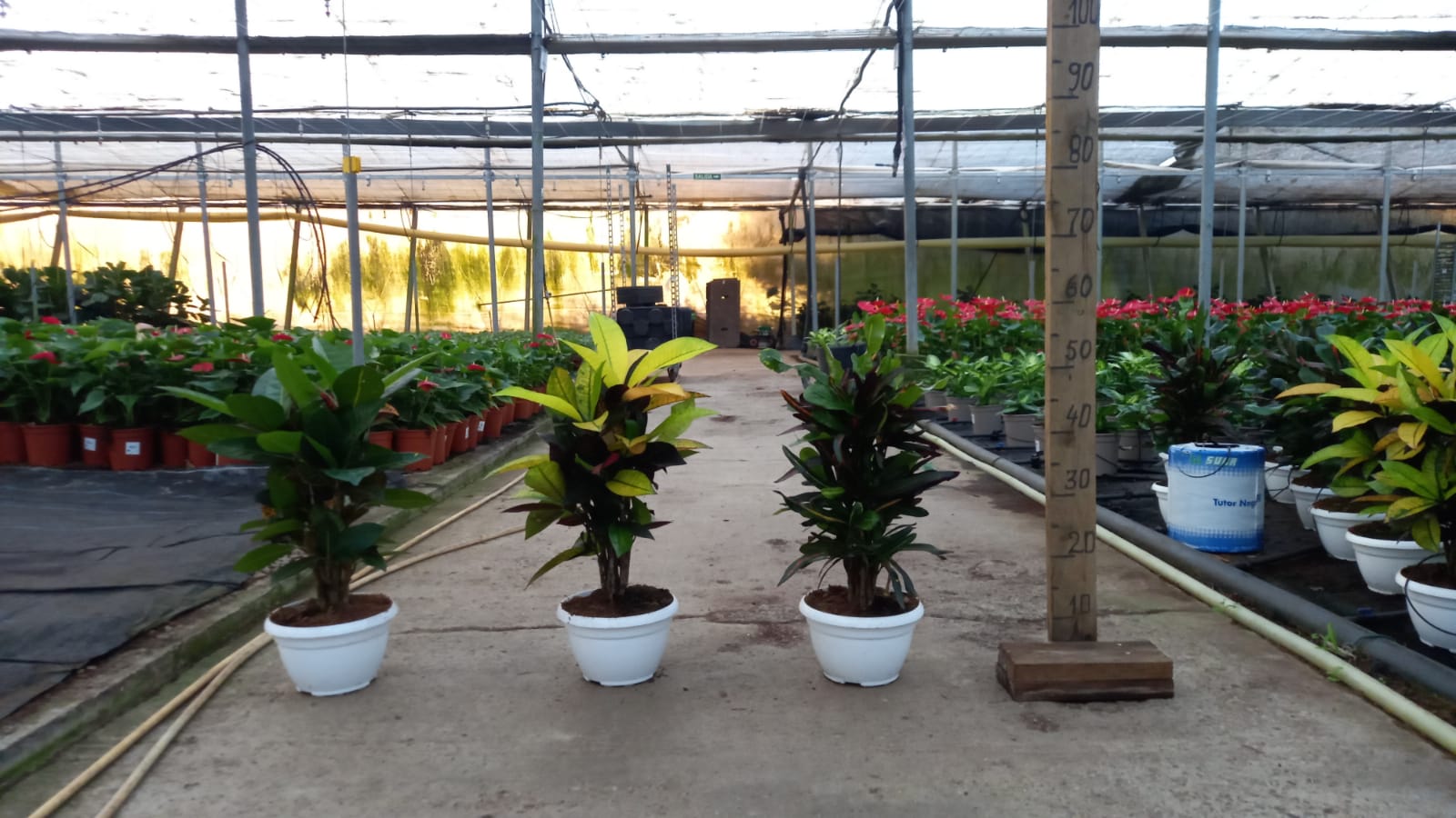 CROTON BRANCH MIX C 17 P.M. 8" 30 CM DE TRONCO