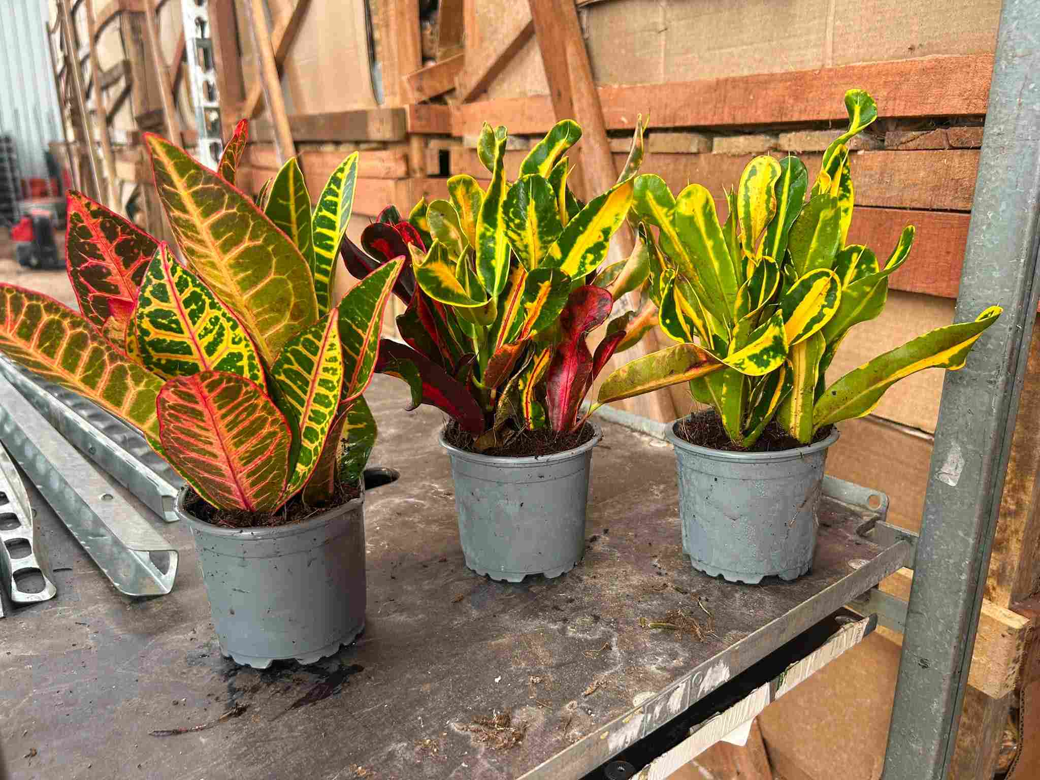 CROTON MIX C 11