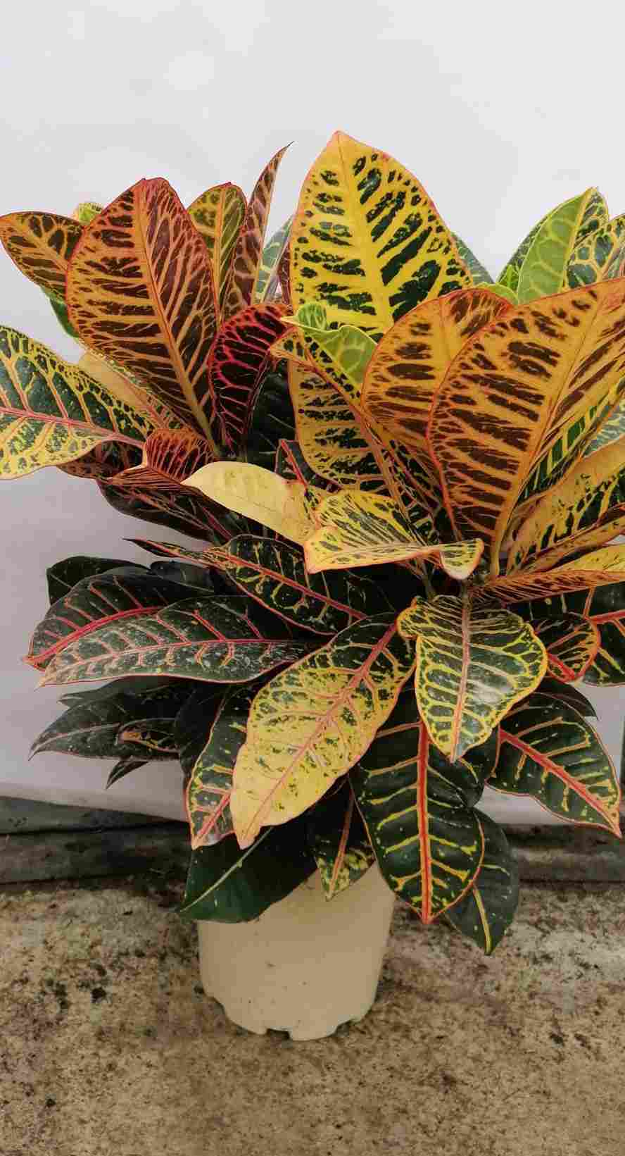 CROTON PETRA RAMIFICADO C 20