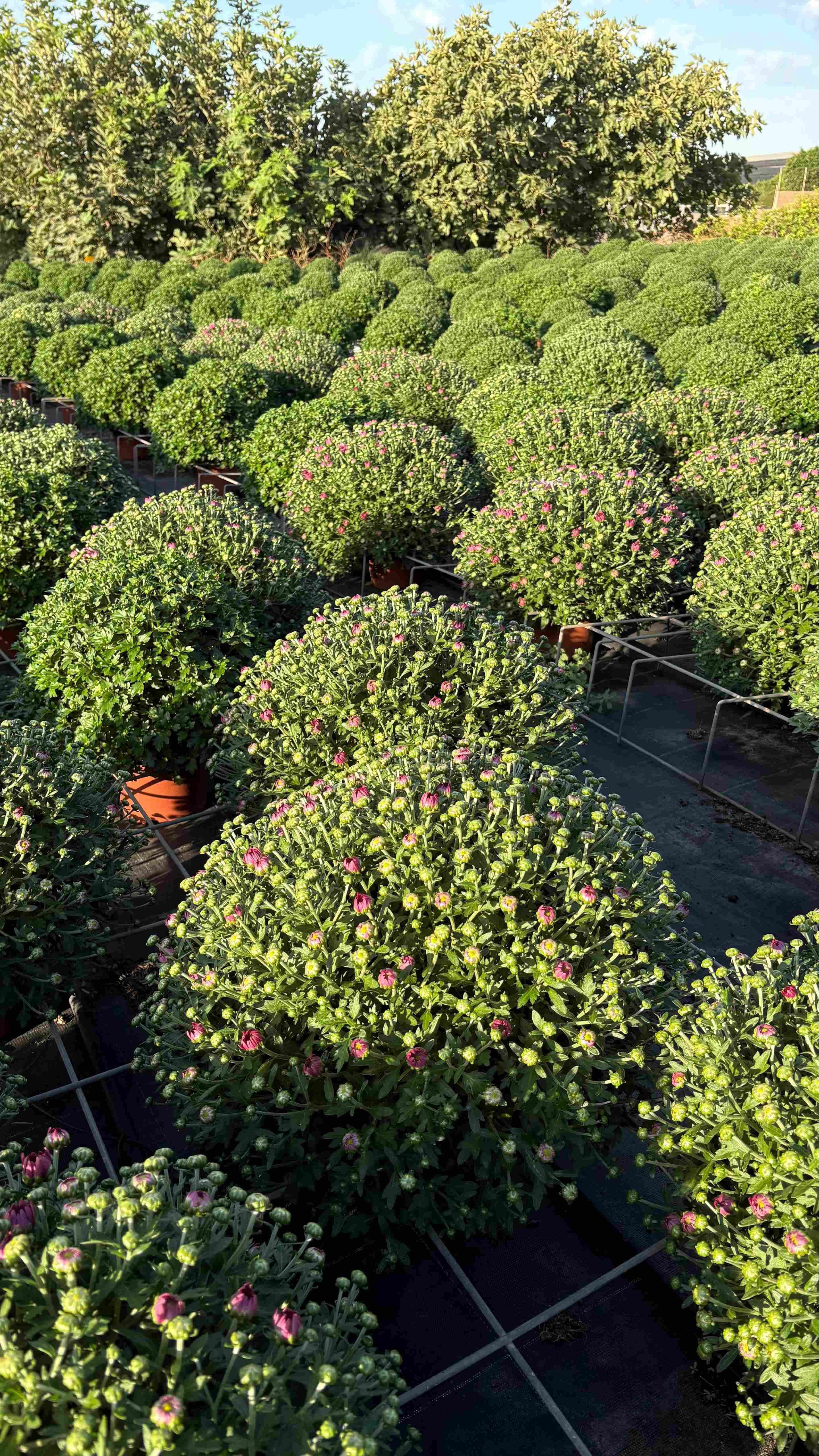 CHRYSANTHEMUM BOLA C 17