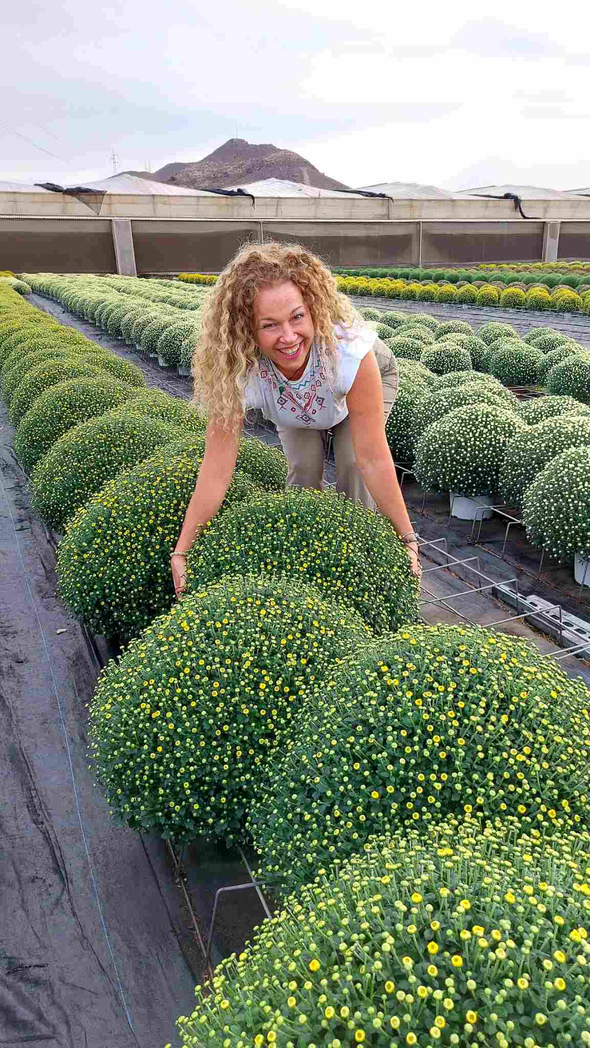 CHRYSANTHEMUM BOLA C 22