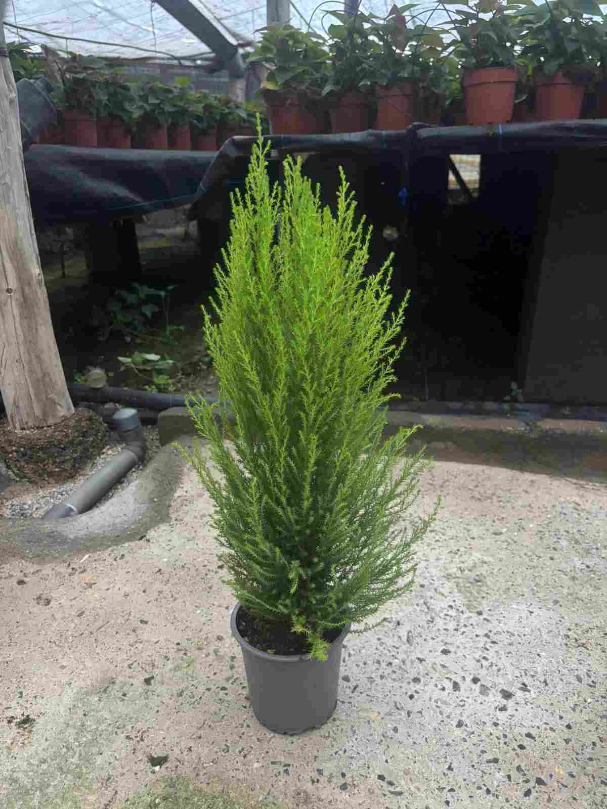 CUPRESSUS GOLD CREST C 14