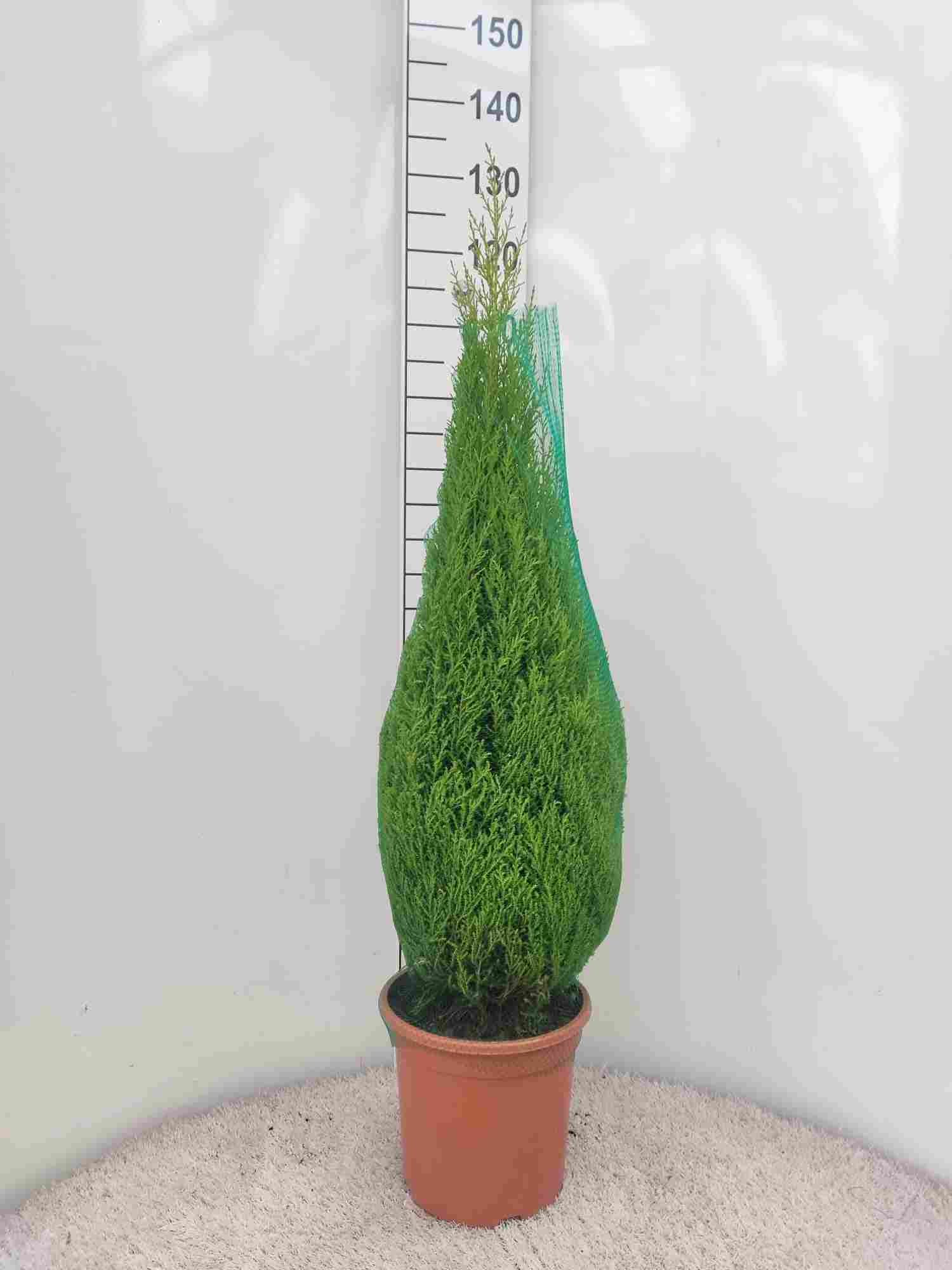 CUPRESSUS GOLD CREST C 25 1,20 M