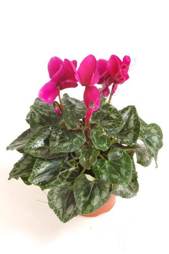 CYCLAMEN C 14