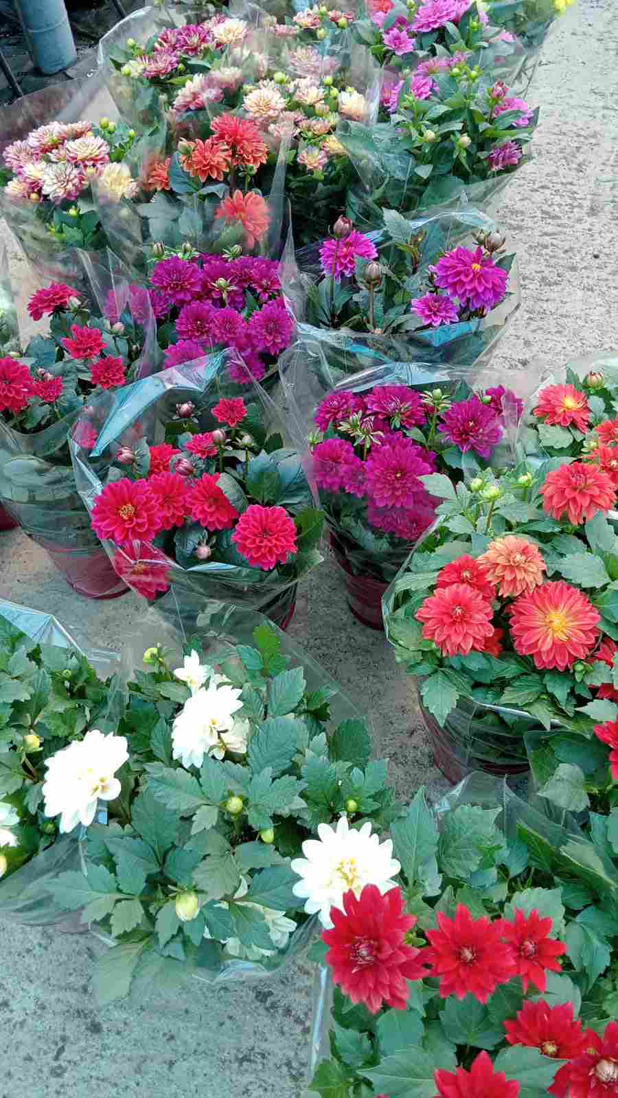 DAHLIA C 17 TST