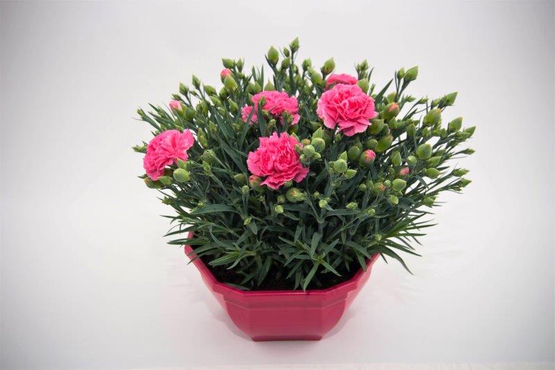 DIANTHUS CARNELIA C 20 OCE TST "L"