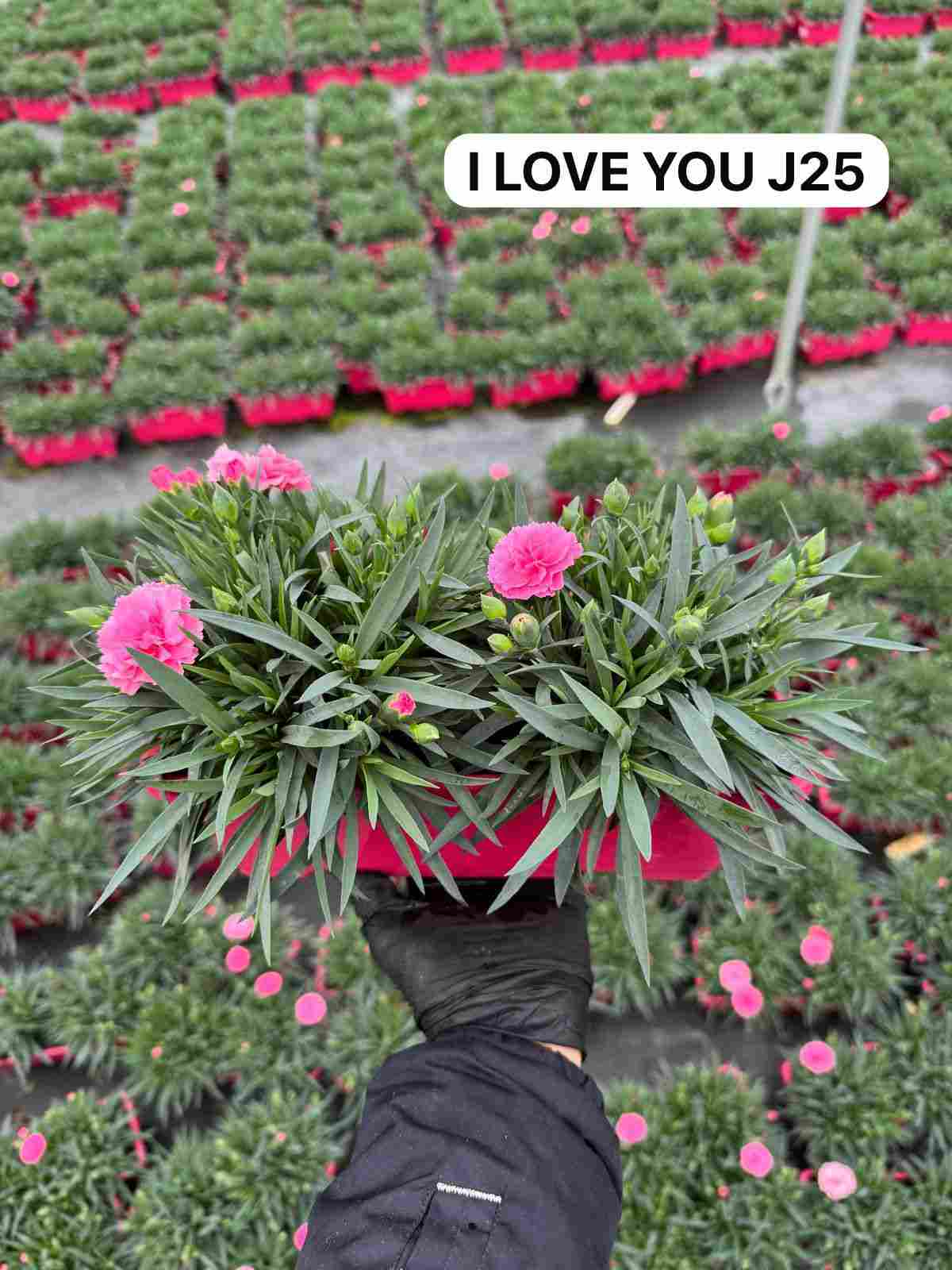 DIANTHUS I LOVE JARDINERA C 25 CM