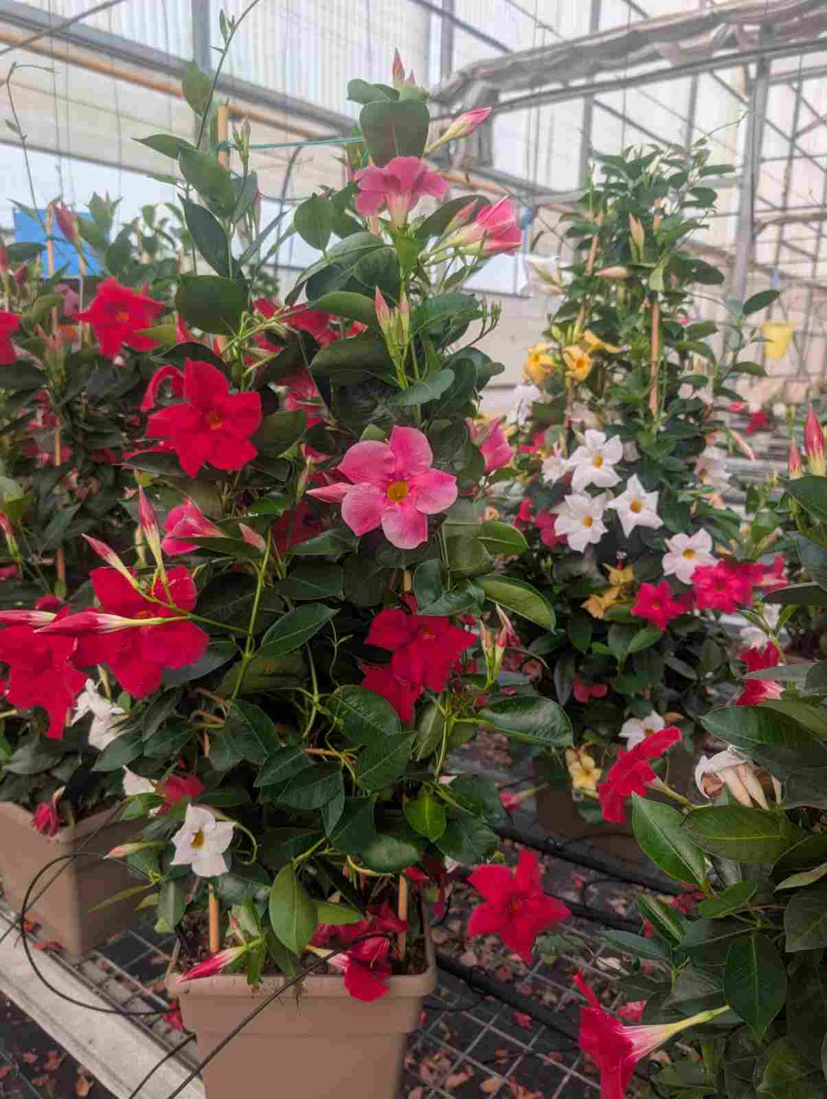 DIPLADENIA COLECCION 25*25 PIRAMIDE 90 CM TRICOLOR
