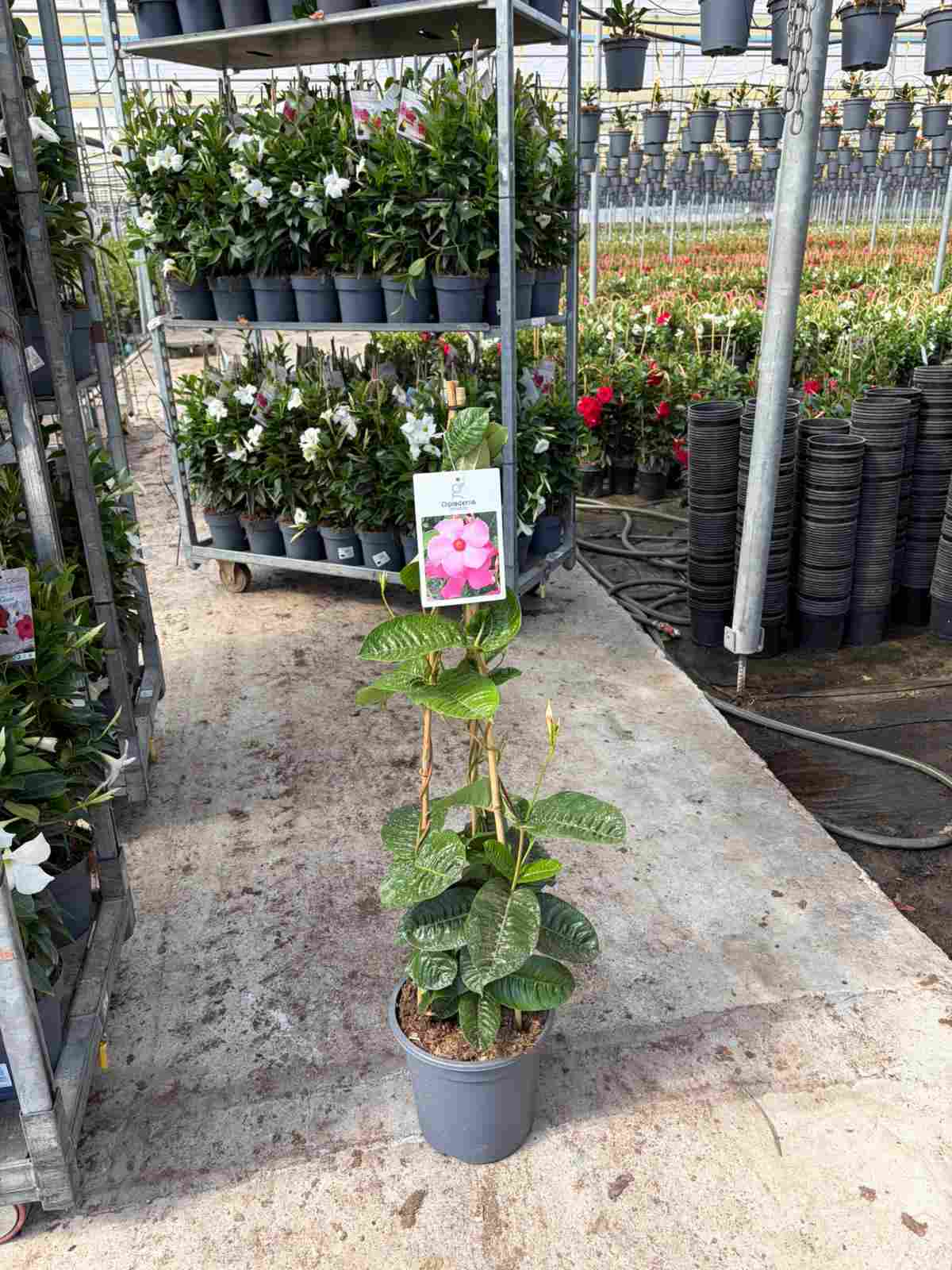 DIPLADENIA AMABILIS C 24 PIRAMIDE 1.05 M