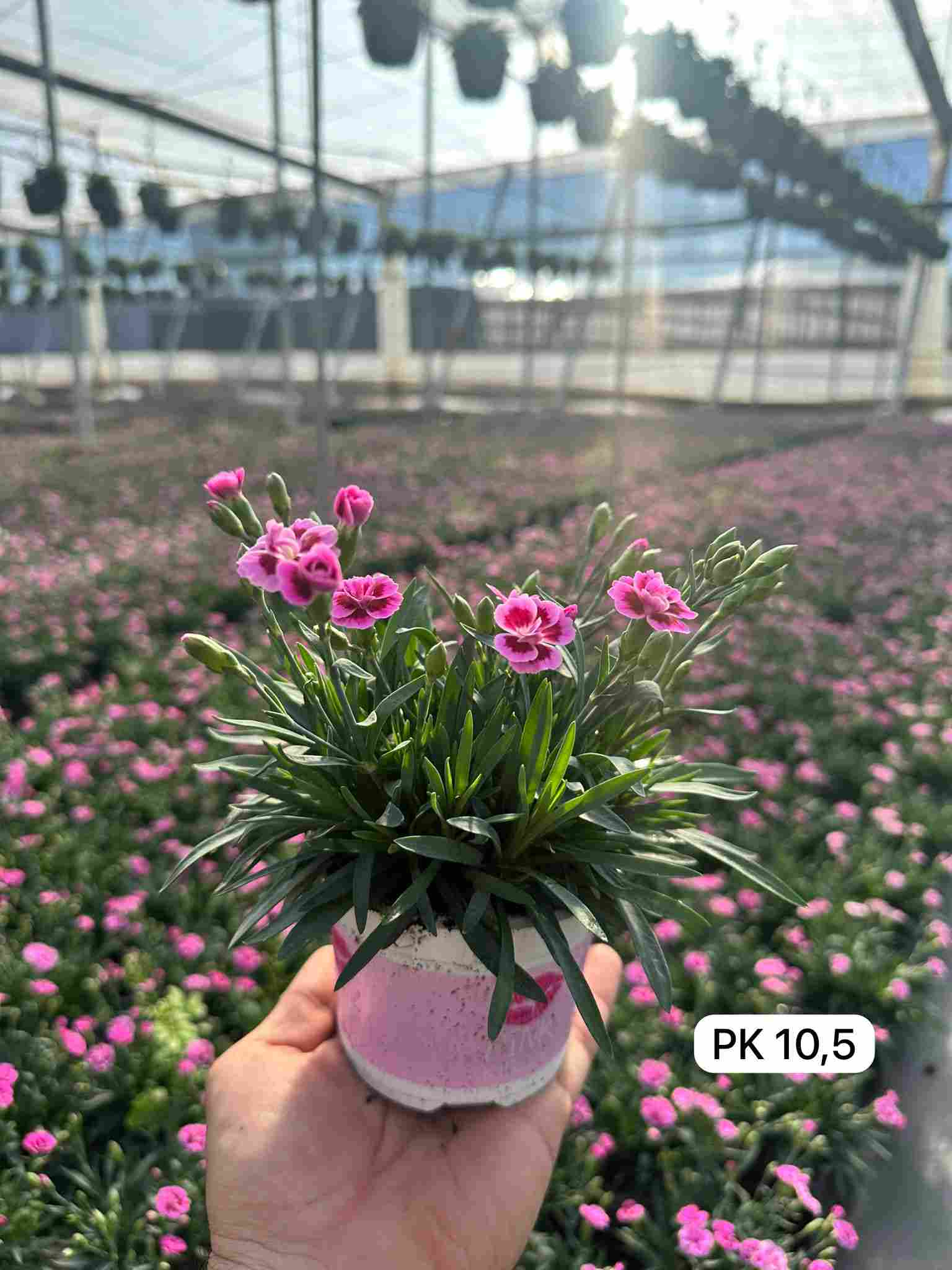 DIANTHUS PINK KISS C 10.5