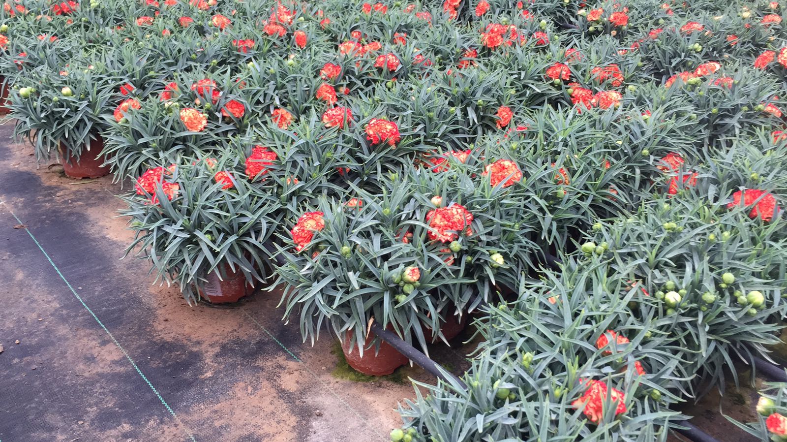 DIANTHUS CARNELIA C 10.5 "L"