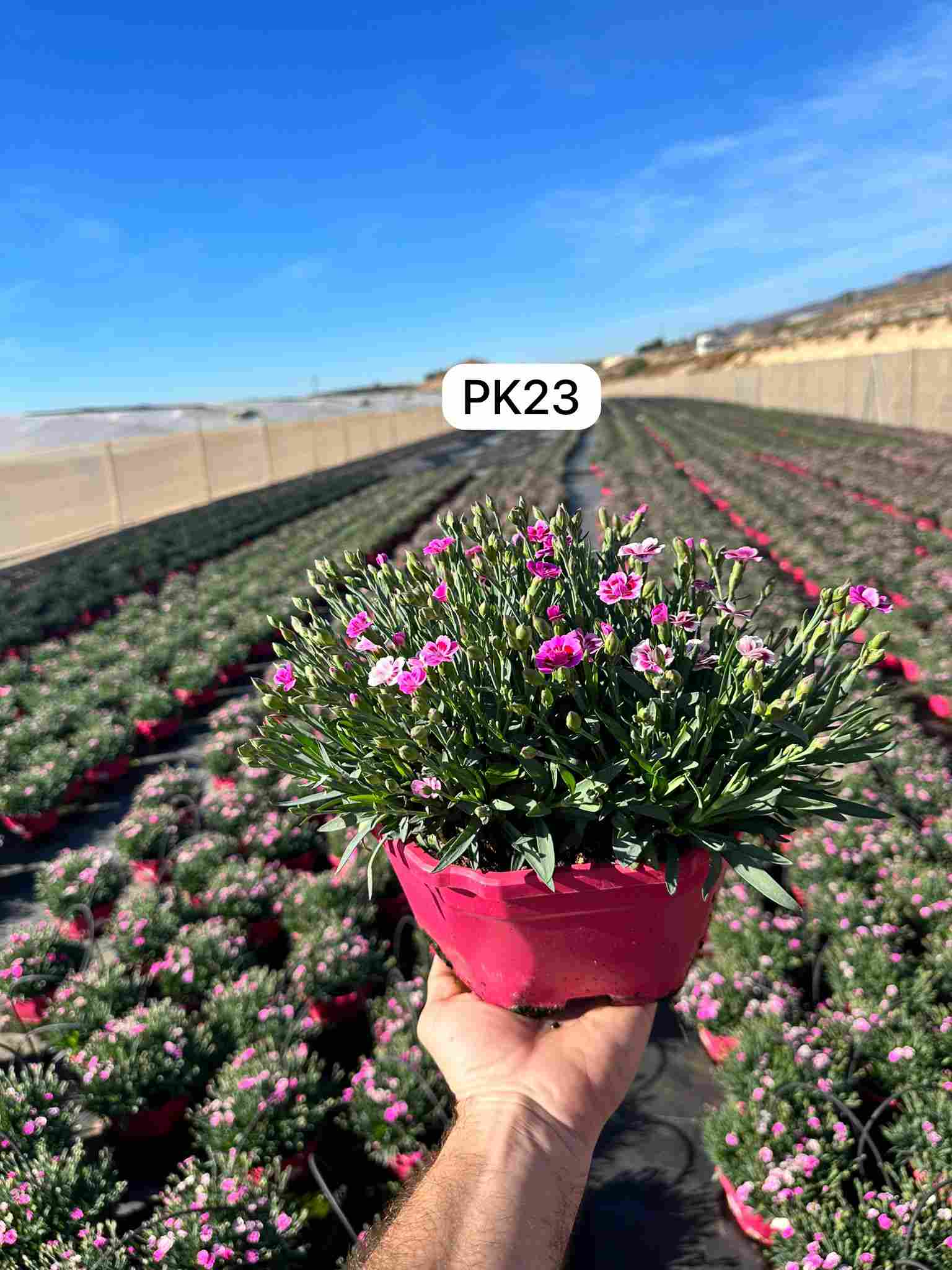 DIANTHUS PINK KISS OCE C 23