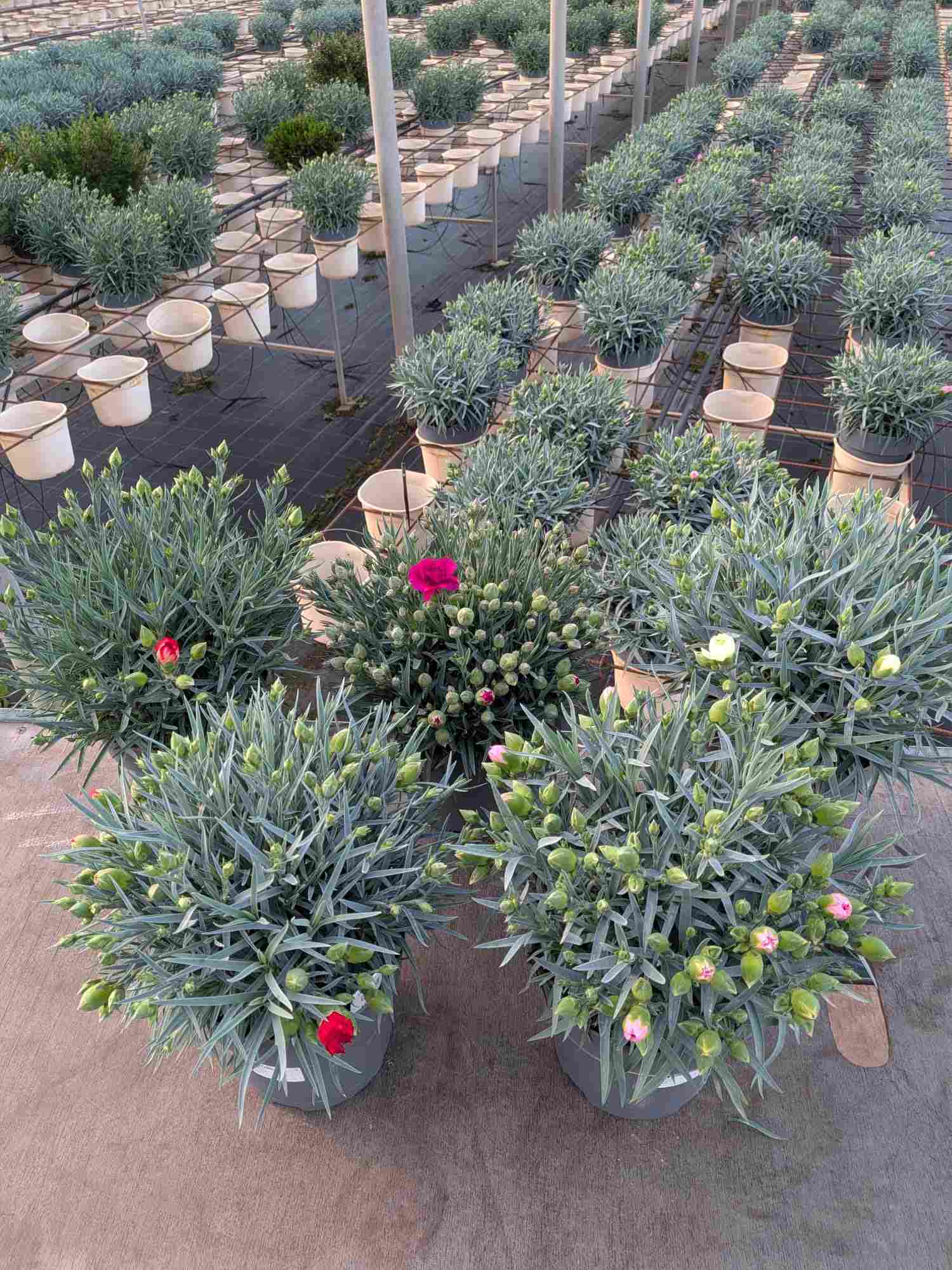 DIANTHUS ORIENTAL C 17