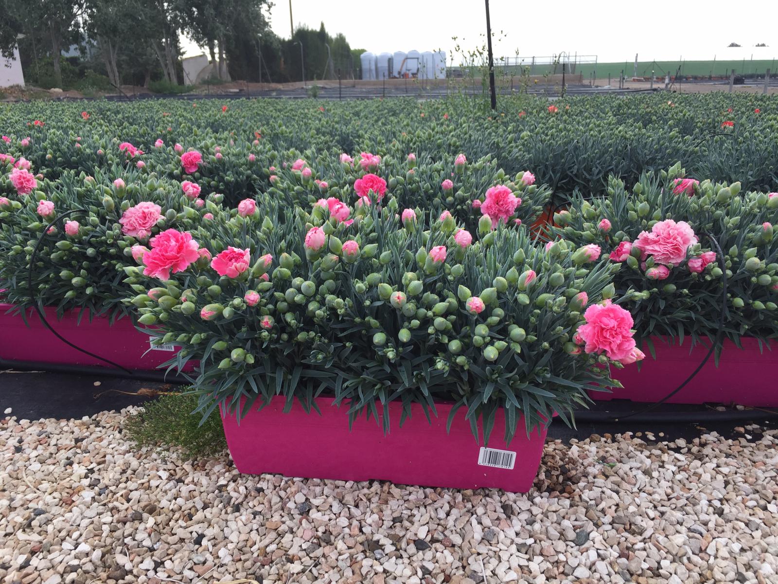 DIANTHUS CARNELIA JARDINERA C 40 TST