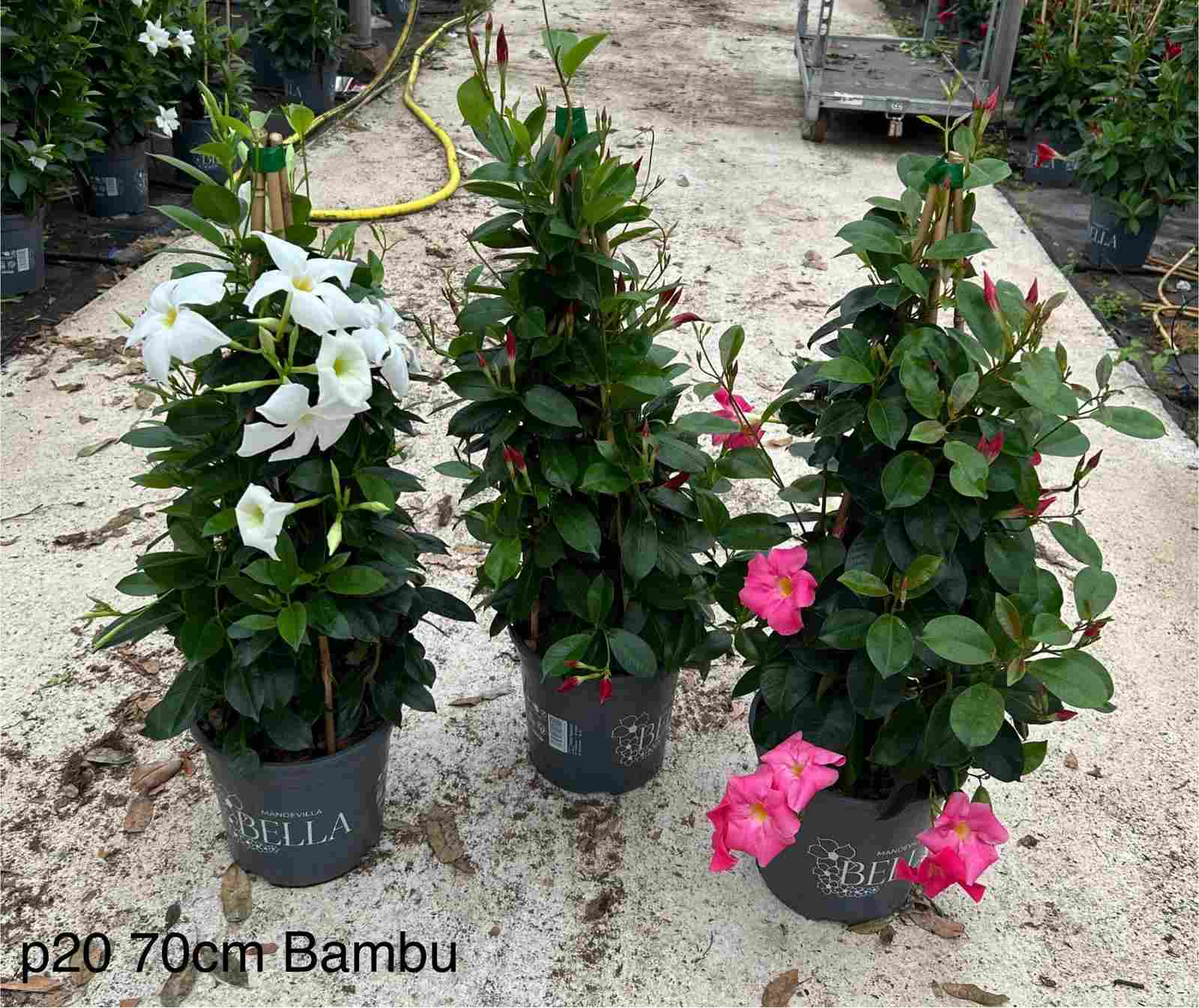 DIPLADENIA BELLA C 20 PIRAMIDE 70 CM TST