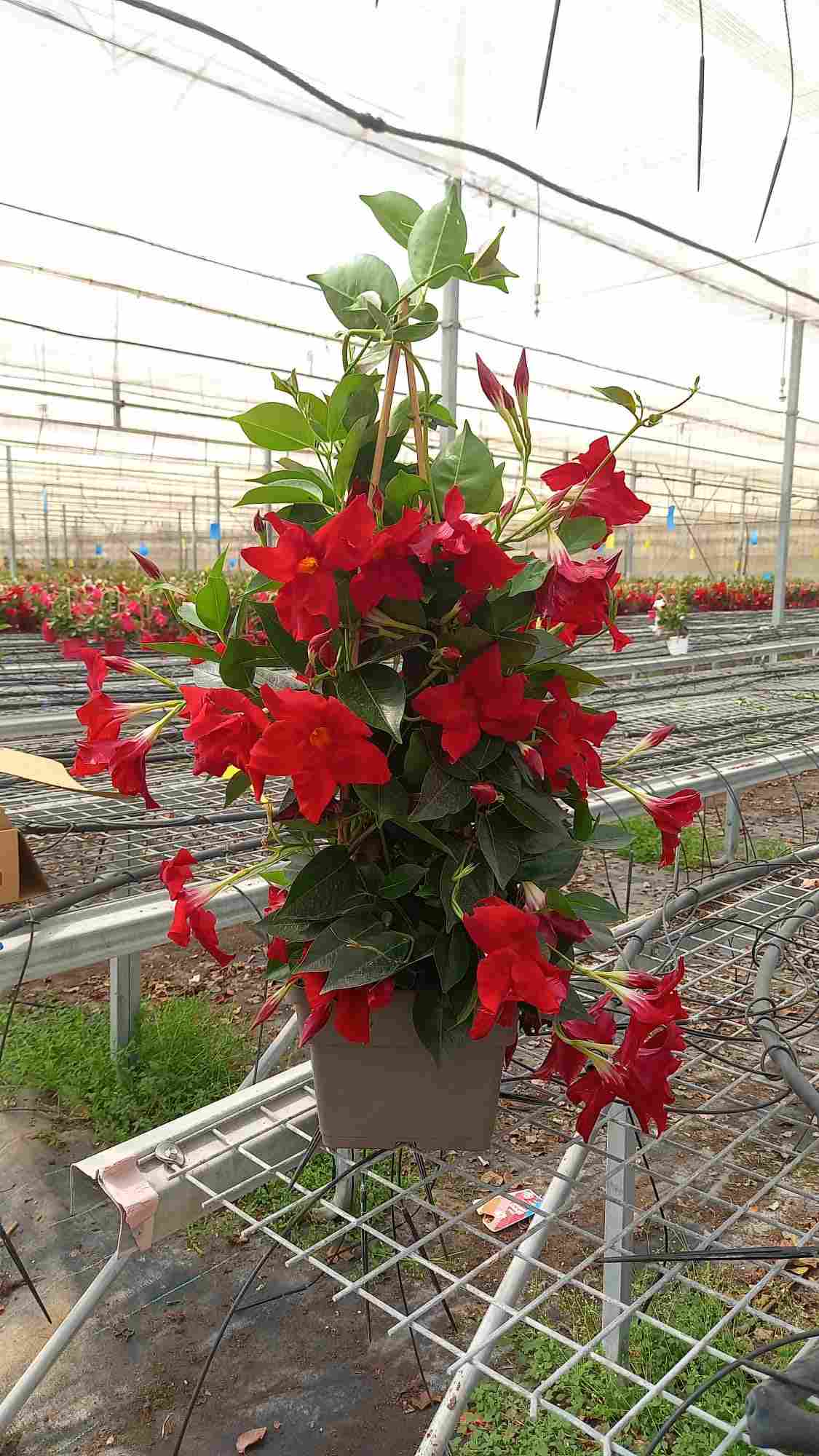 DIPLADENIA COLECCION 21*21 PIRAMIDE 70 CM