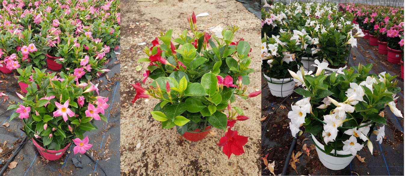 DIPLADENIA COLECCION C 21 TST ARBUSTIVA SOPAFIX