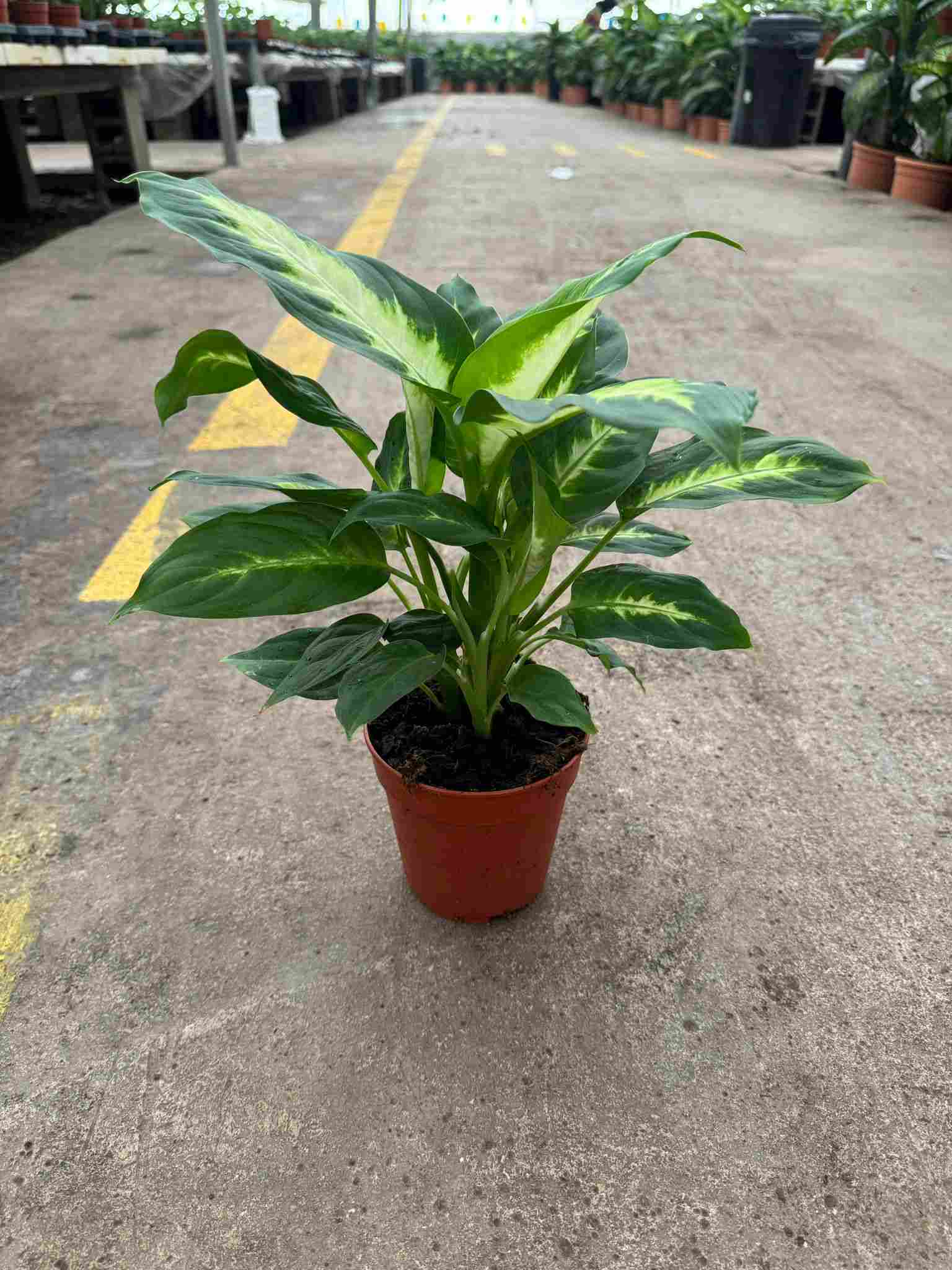 DIEFFENBACHIA CAMILLA C 12