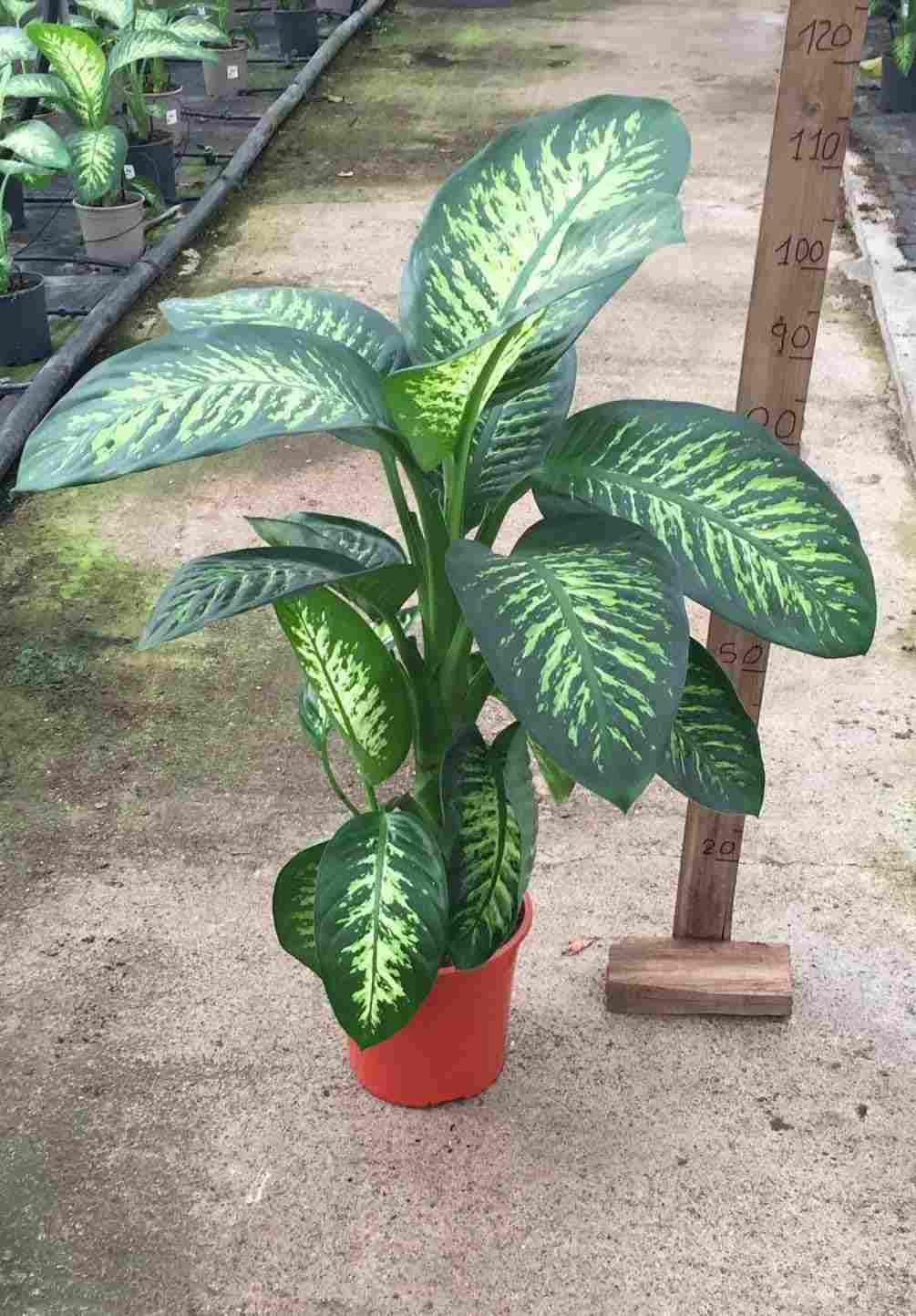 DIEFFENBACHIA TROPIC LEMON C 20