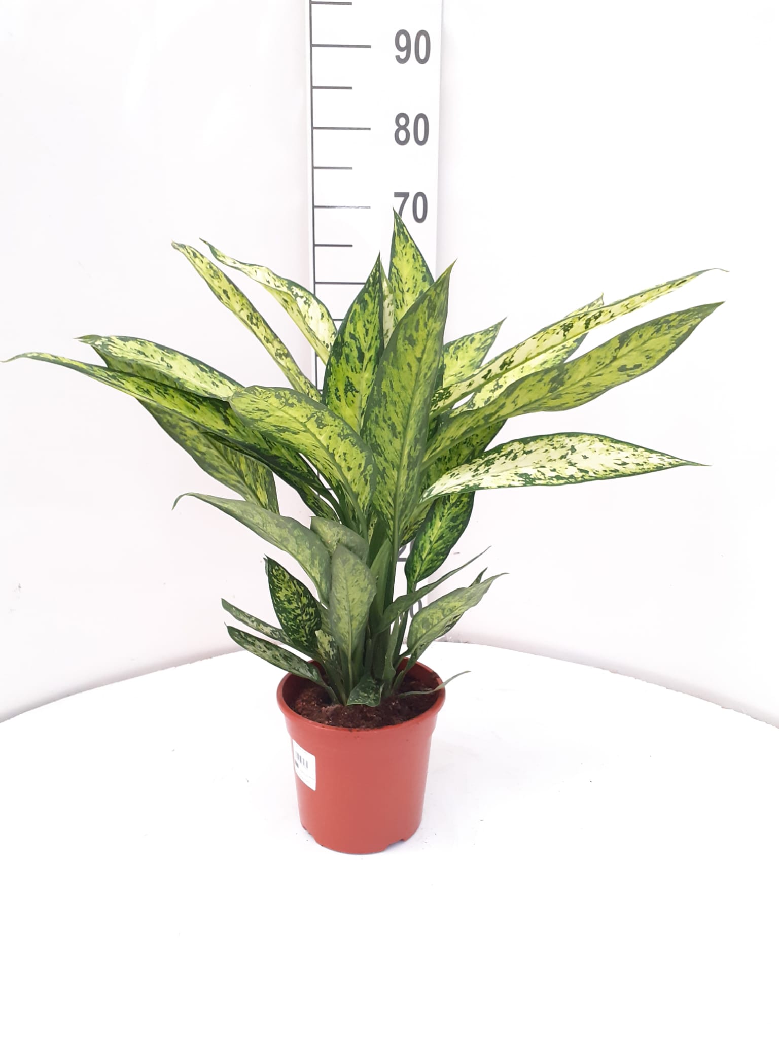 DIEFFENBACHIA VESUVIUS C 17