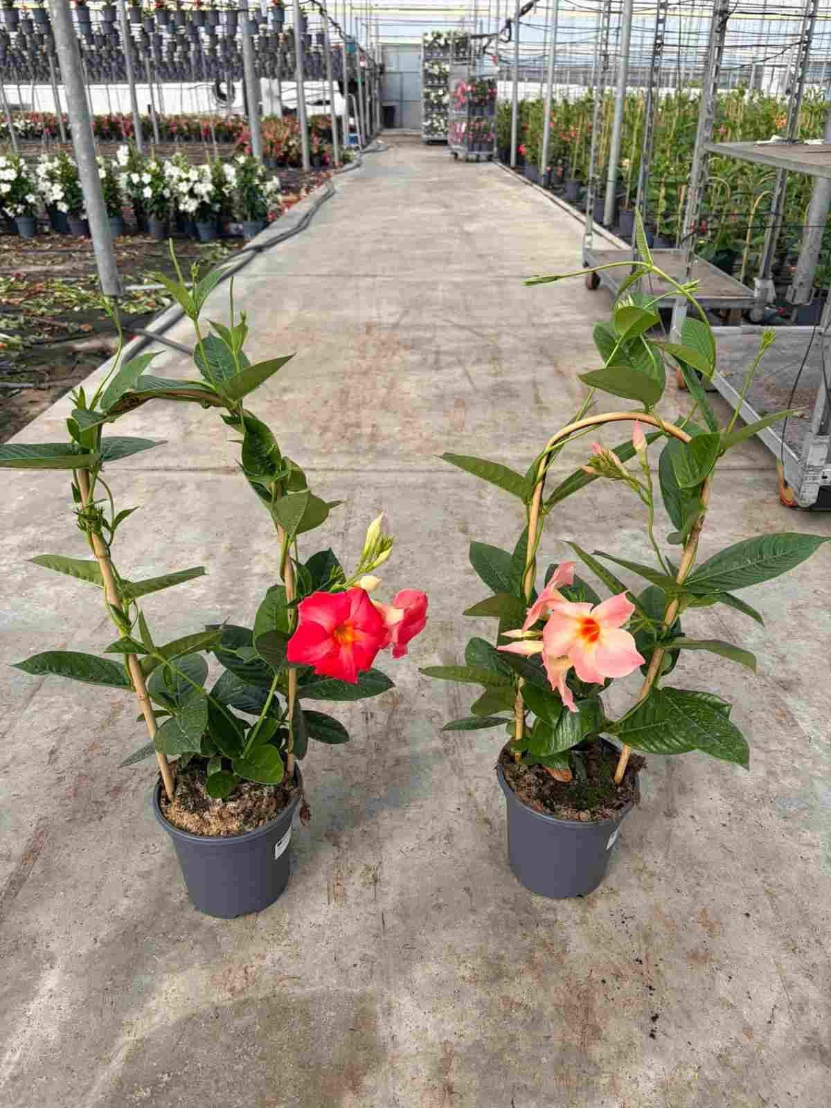 DIPLADENIA VINTAGE C 17 ARCO 60 CM