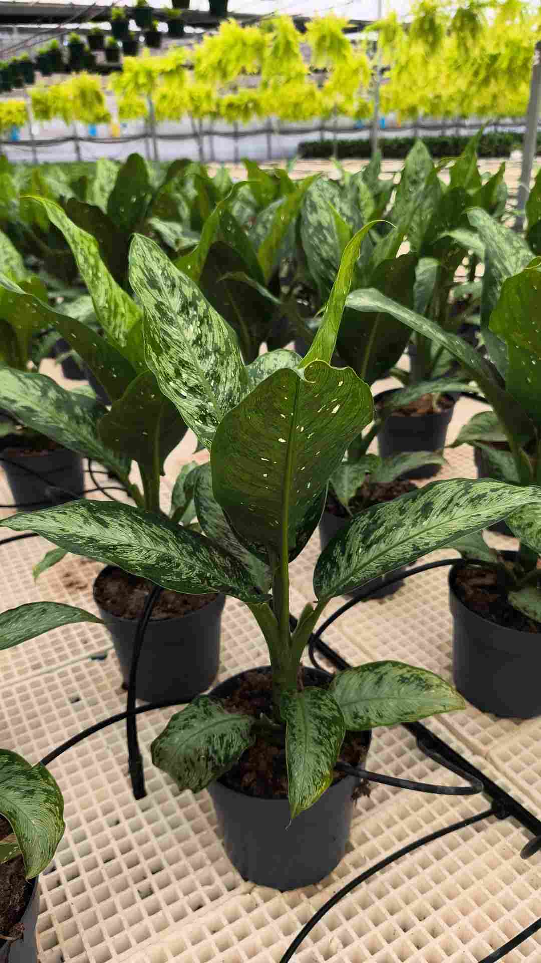 DIEFFENBACHIA MEMORIA CORSII C 20