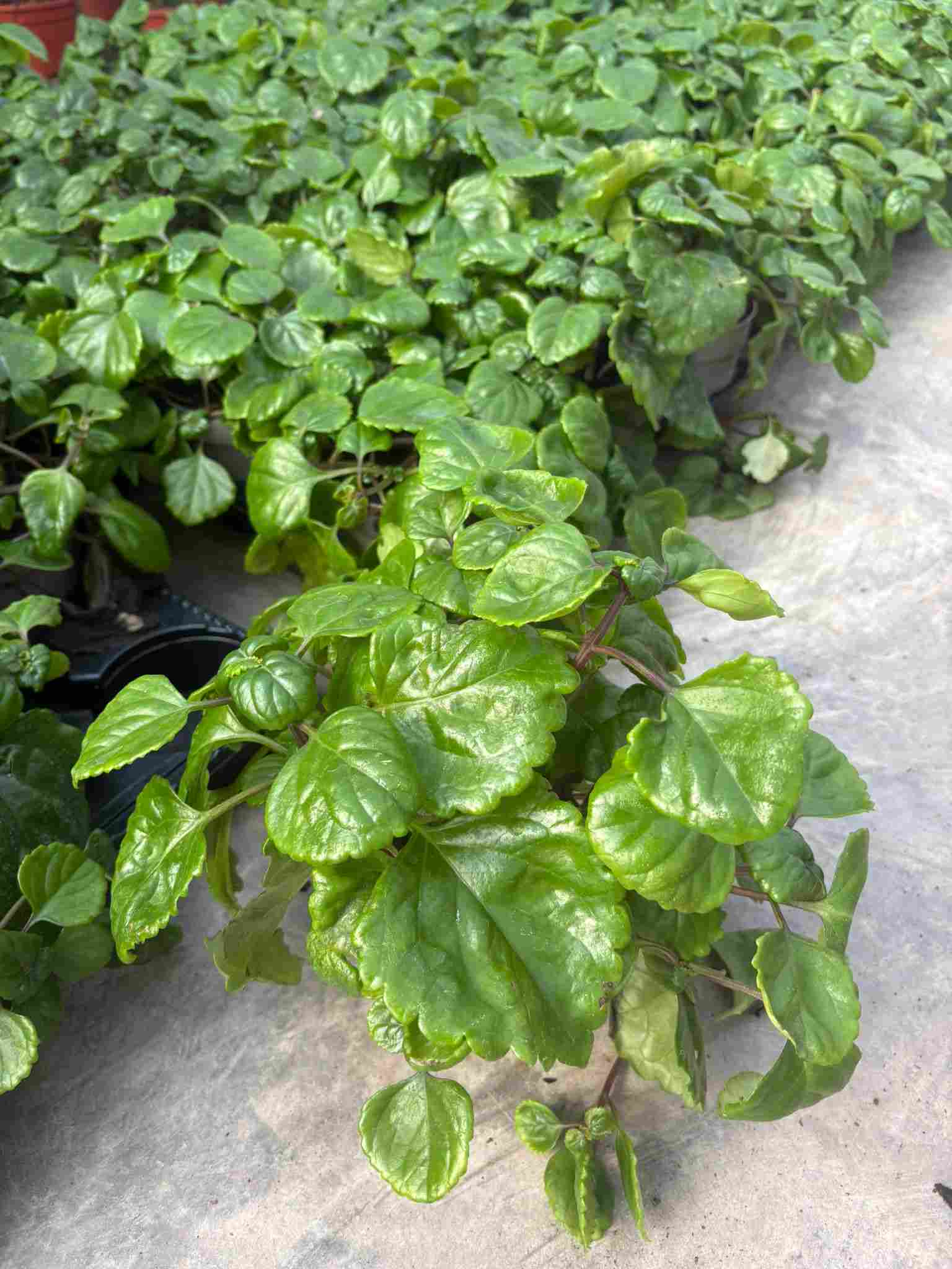 PLANTA DEL DINERO C 12