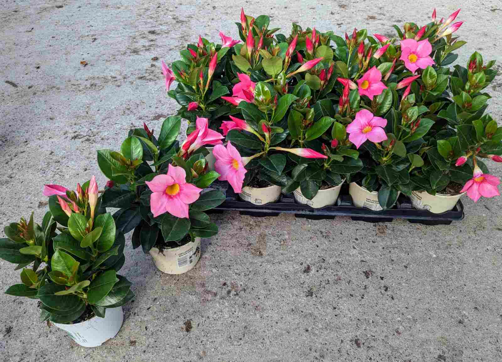 DIPLADENIA SANDERI C 10.5 ARBUSTIVA T.S.T