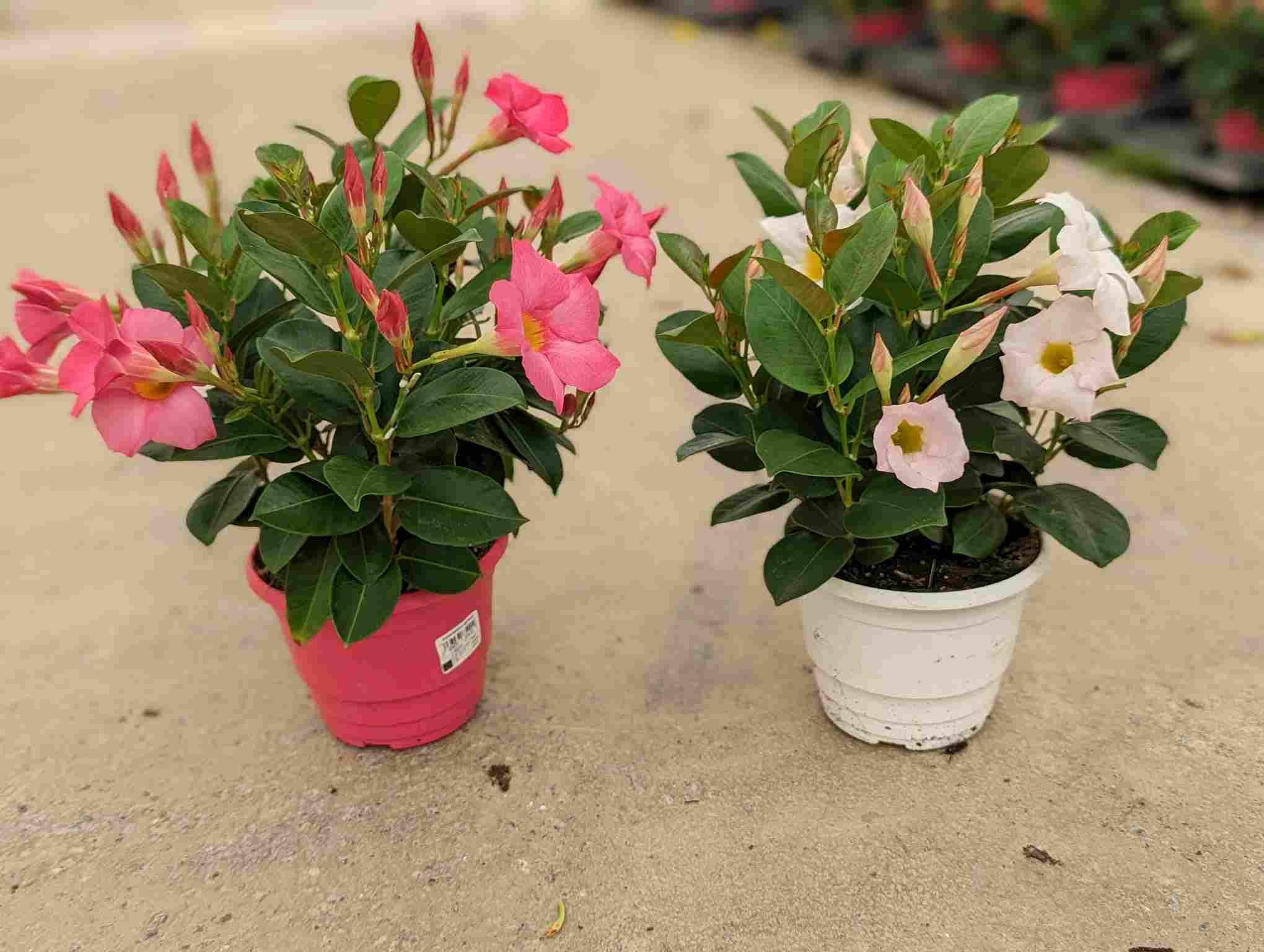 DIPLADENIA SANDERI C 14.5 ARBUSTIVA T.S.T.