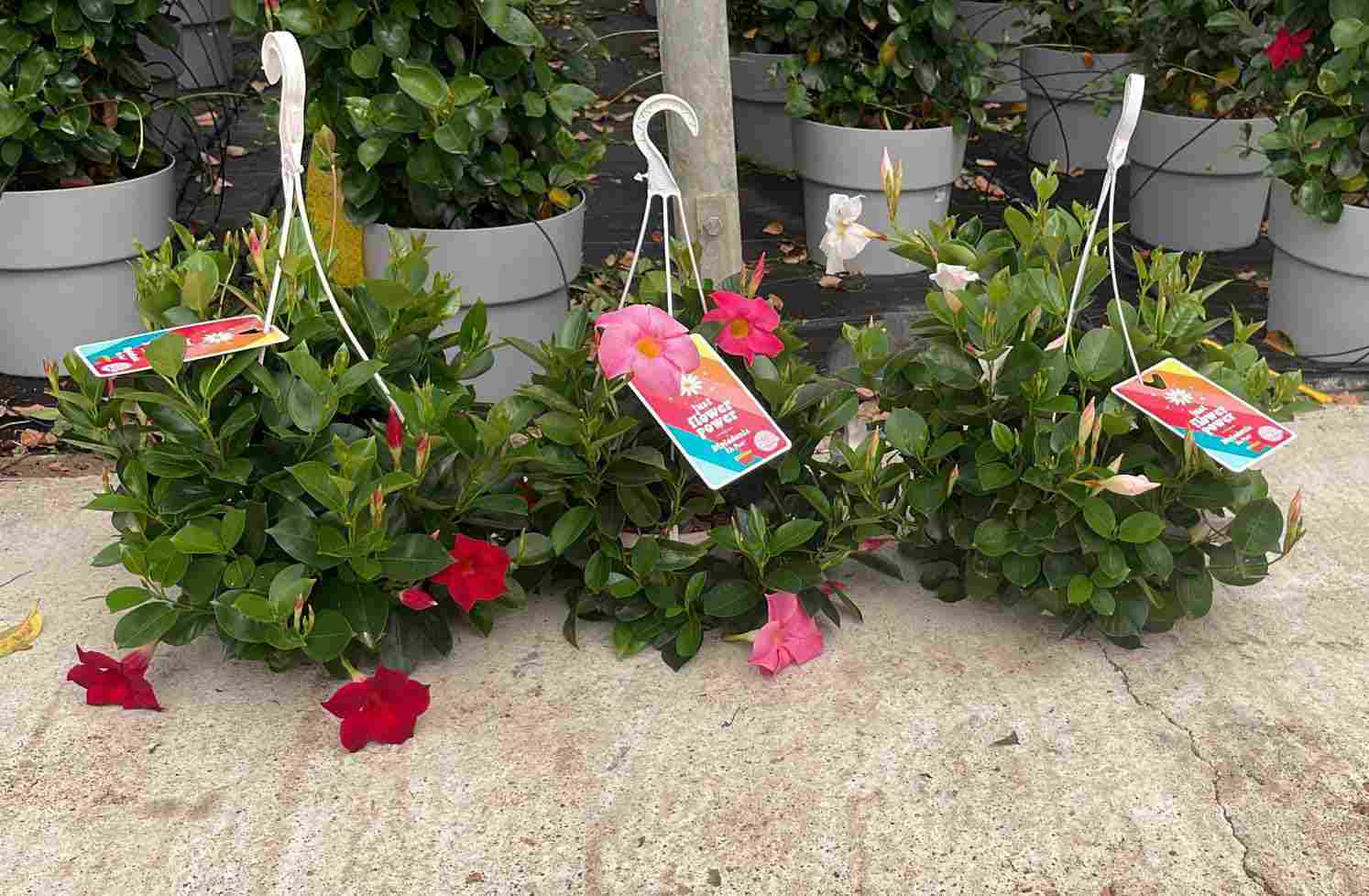 DIPLADENIA COLECCION C 21 COLGANTE CASCADA