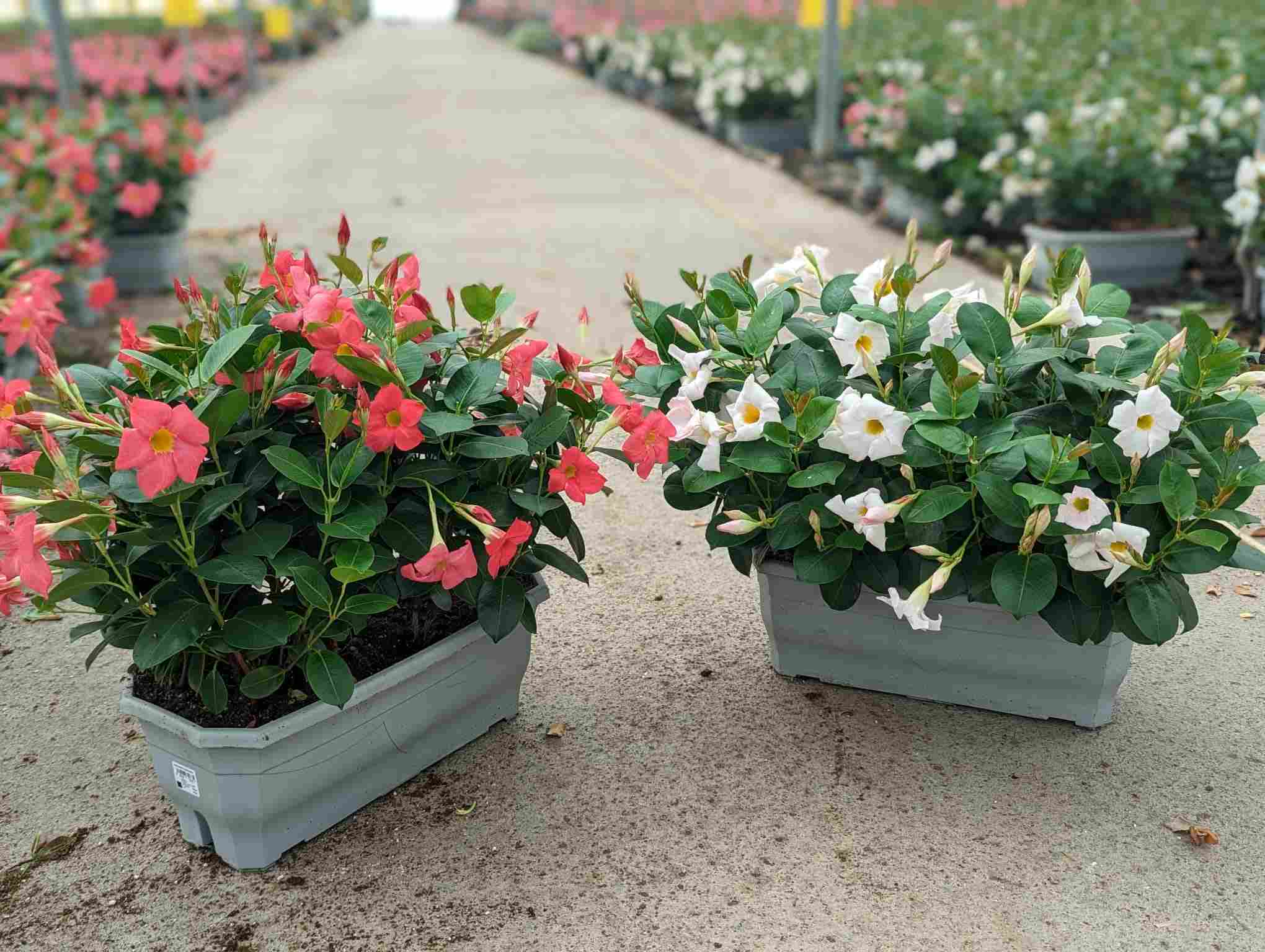 DIPLADENIA SANDERI C 40 JARDINERA ARBUSTIVA