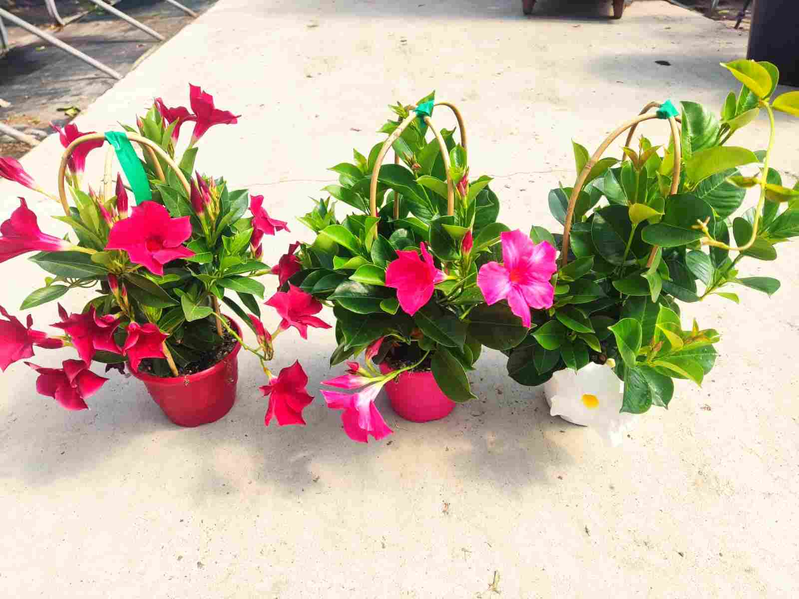 DIPLADENIA COLECCION C 14 DOBLE ARCO 40 CM TST