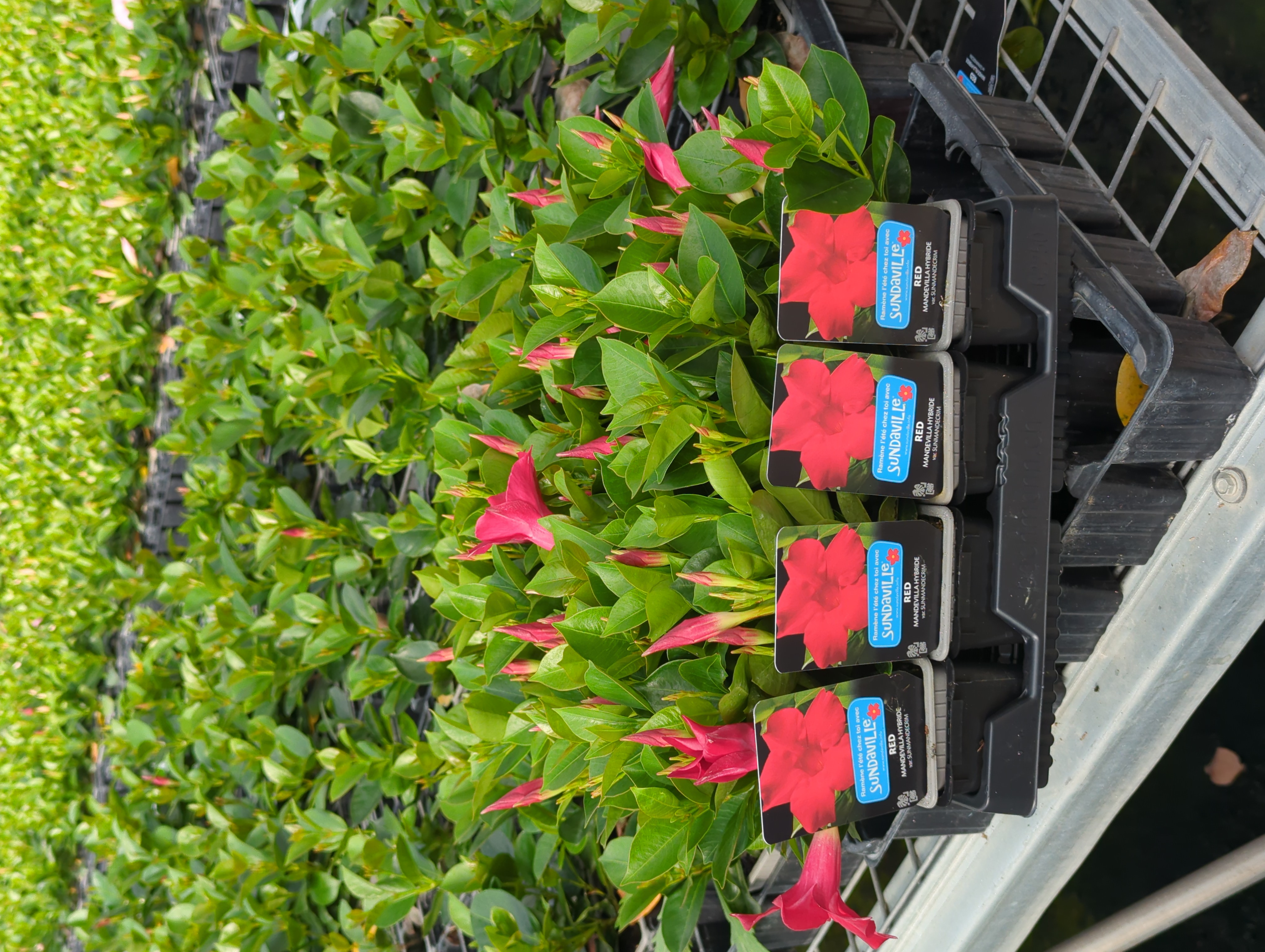 DIPLADENIA COLECCIÓN C 07 ARBUSTIVA (Barq Negra3x8