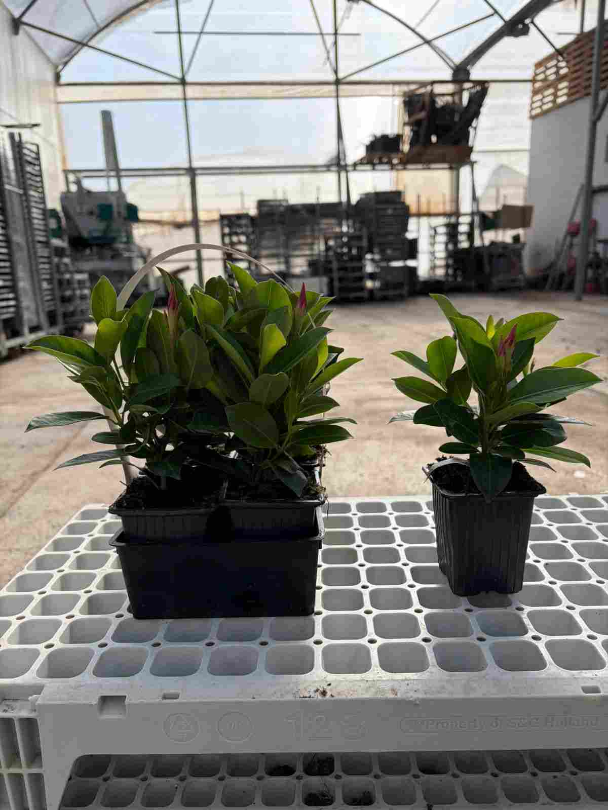 DIPLADENIA COLECCIÓN C 07 (BARQUETA 4)