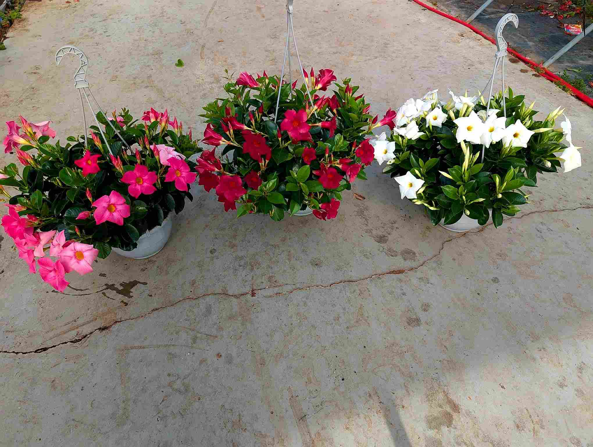 DIPLADENIA COLECCIÓN C 23 T.S.T COLGANTE