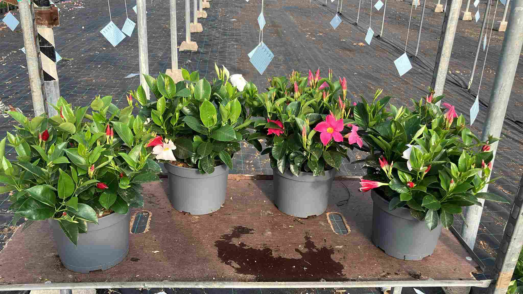 DIPLADENIA COLECCIÓN C 23 ARBUSTIVO