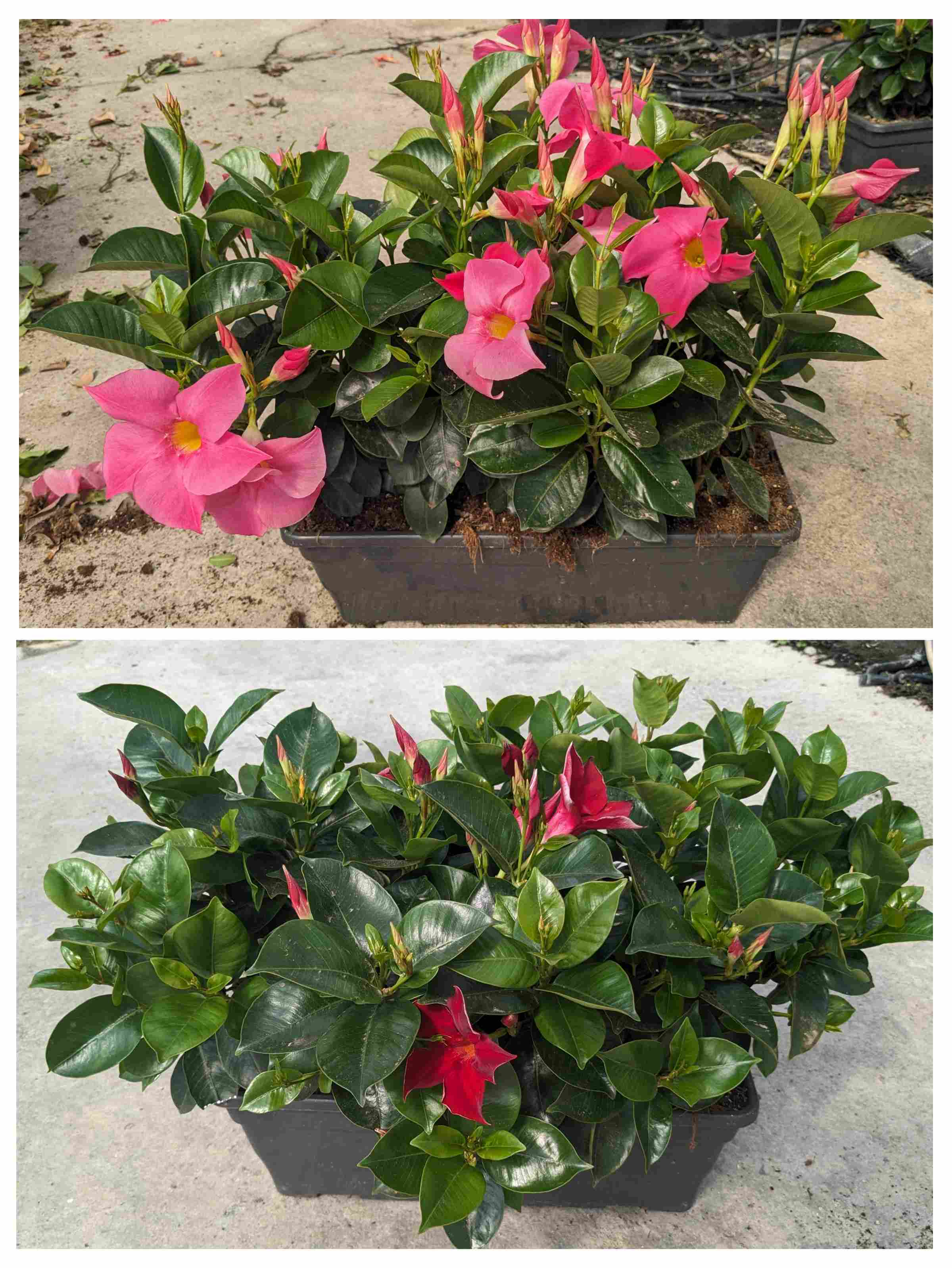 DIPLADENIA COLECCIÓN C 40 JARDINERA ARBUSTIVA