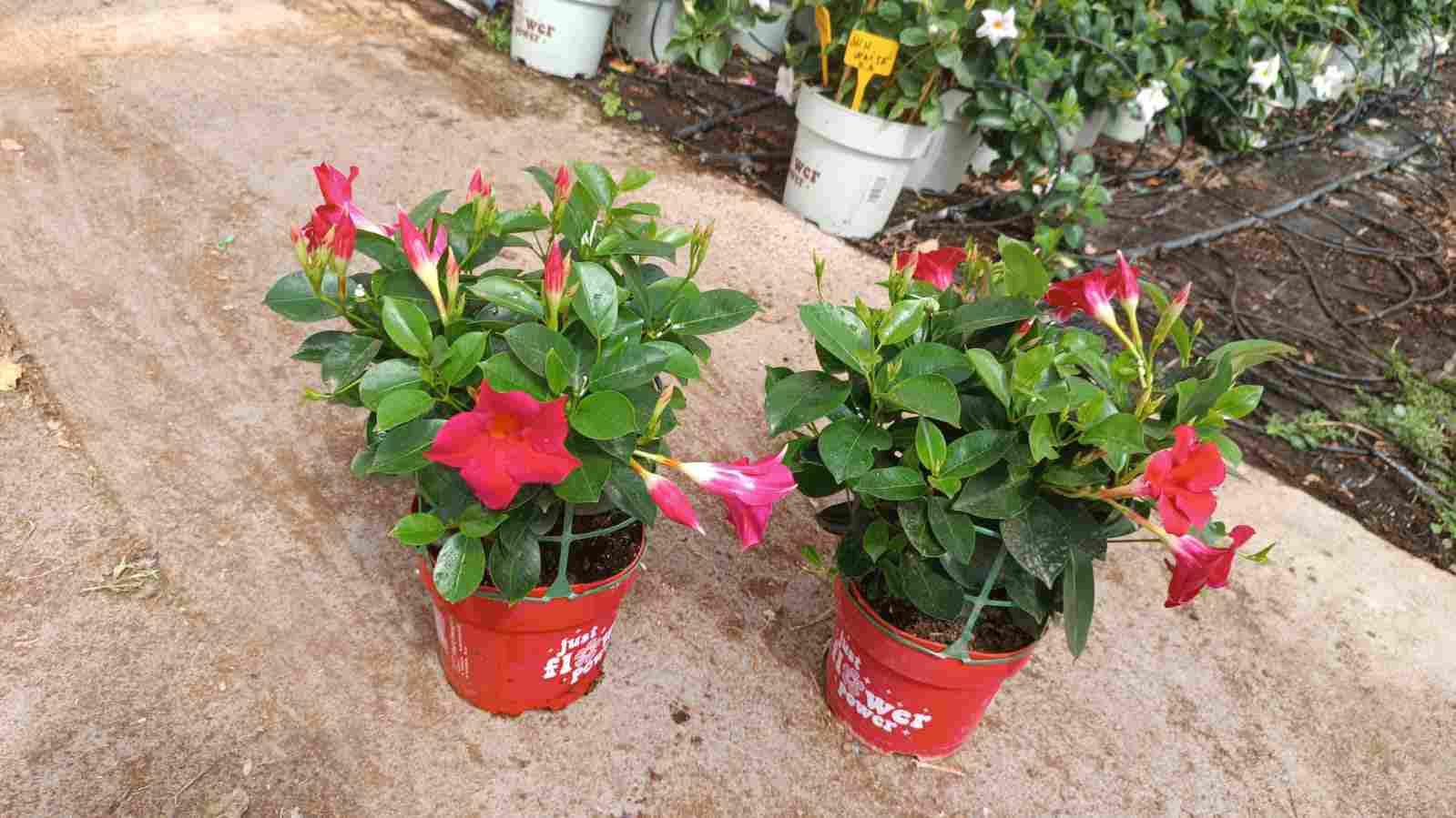 DIPLADENIA COLECCIÓN C 17 TST ARBUSTIVA SOPAFIX