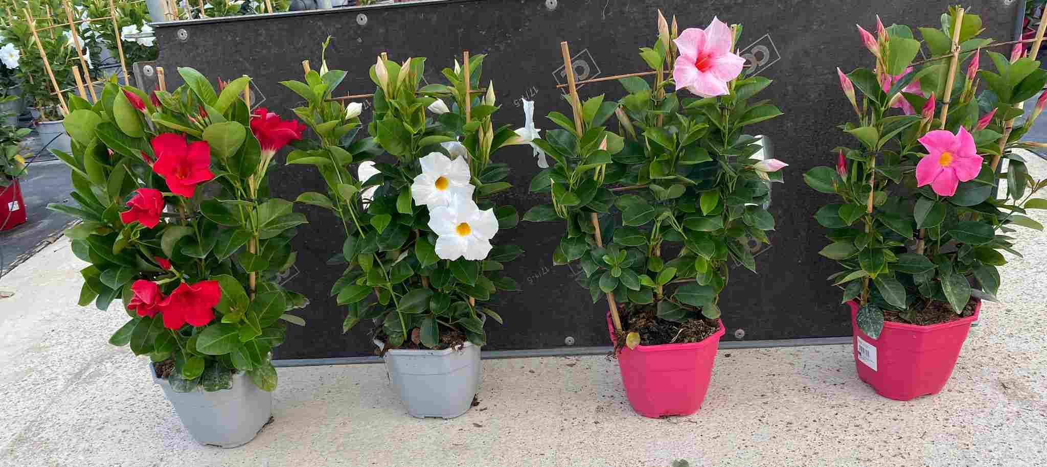 DIPLADENIA COLECCION C 17 ESPALDERA 50 CM TST