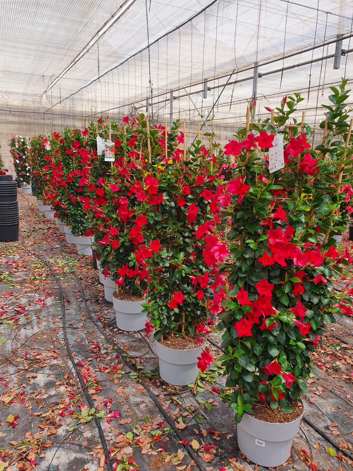 DIPLADENIA COLECCIÓN C 35 ESPALDERA 150 CM TST