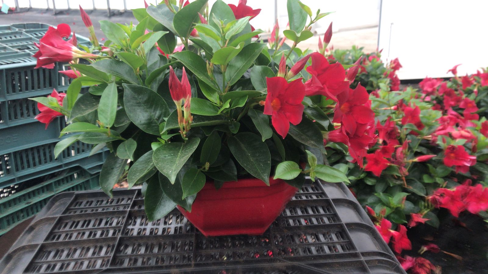 DIPLADENIA COLECCIÓN C 26 OCE