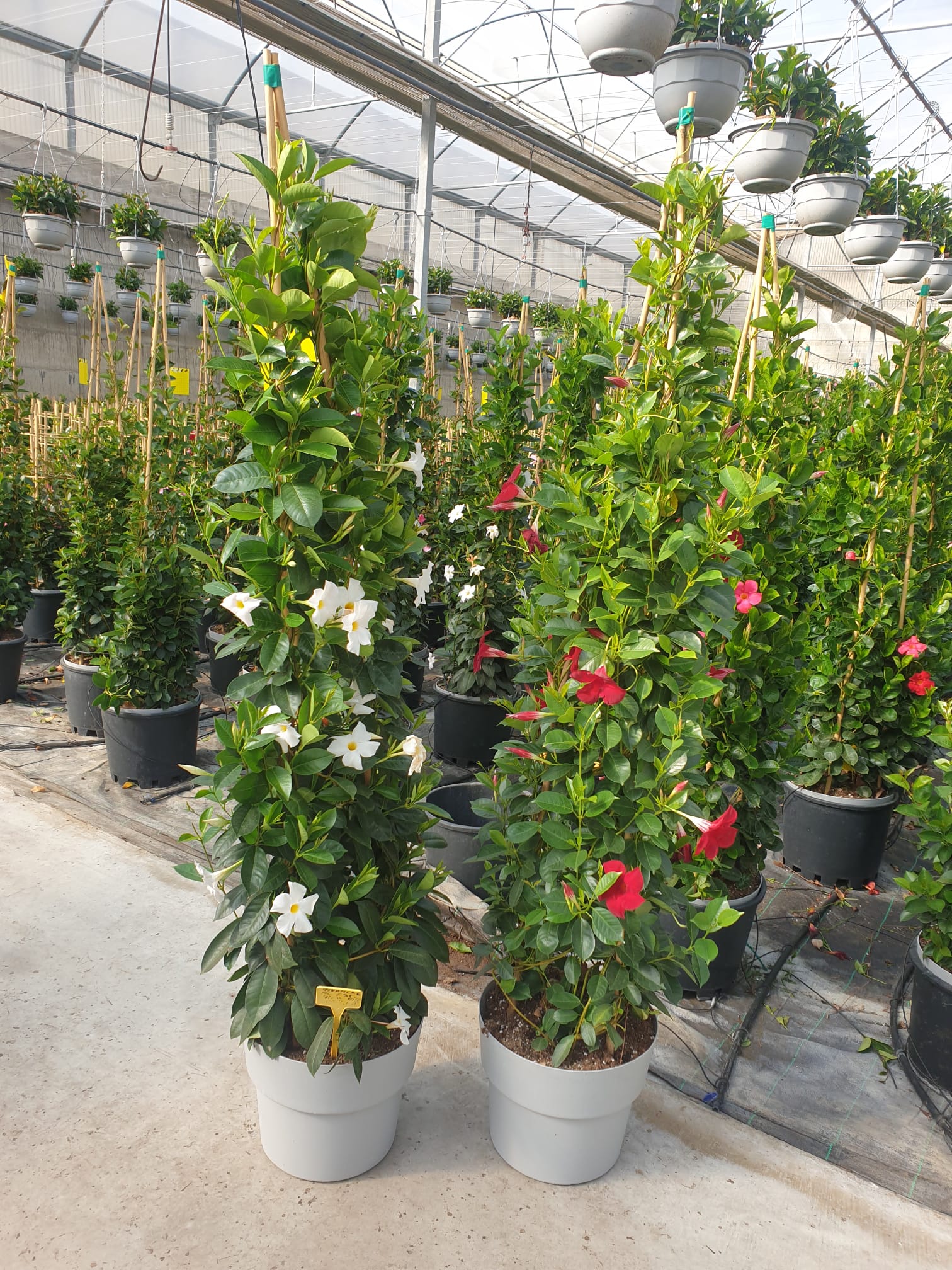 DIPLADENIA COLECCIÓN C 35 PIRAMIDE 1.70 M TST